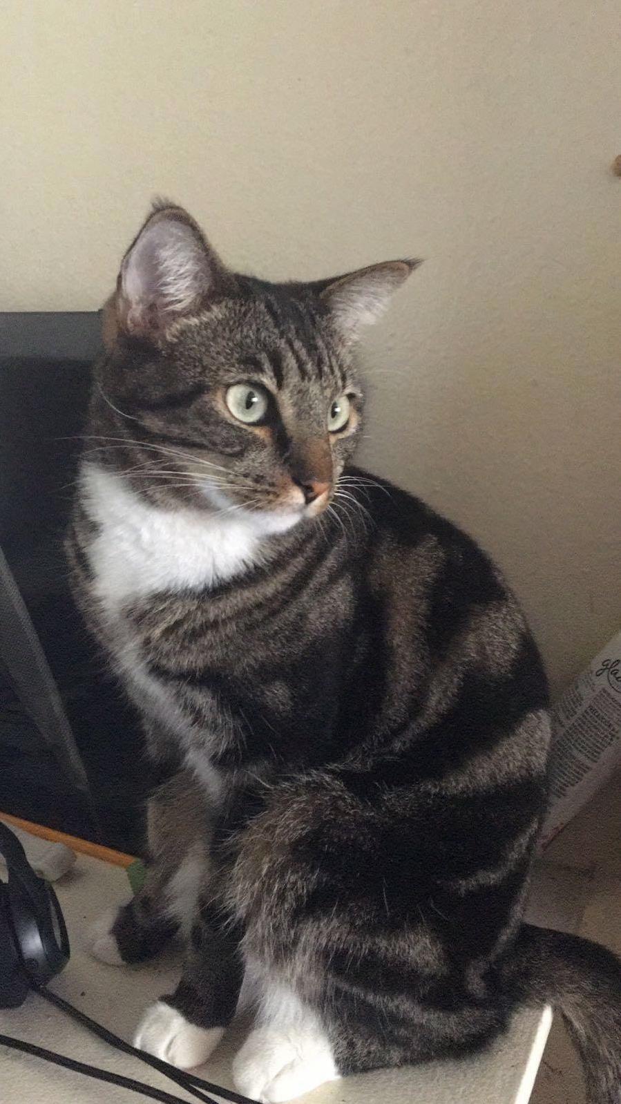 Jake My Gaming Buddy