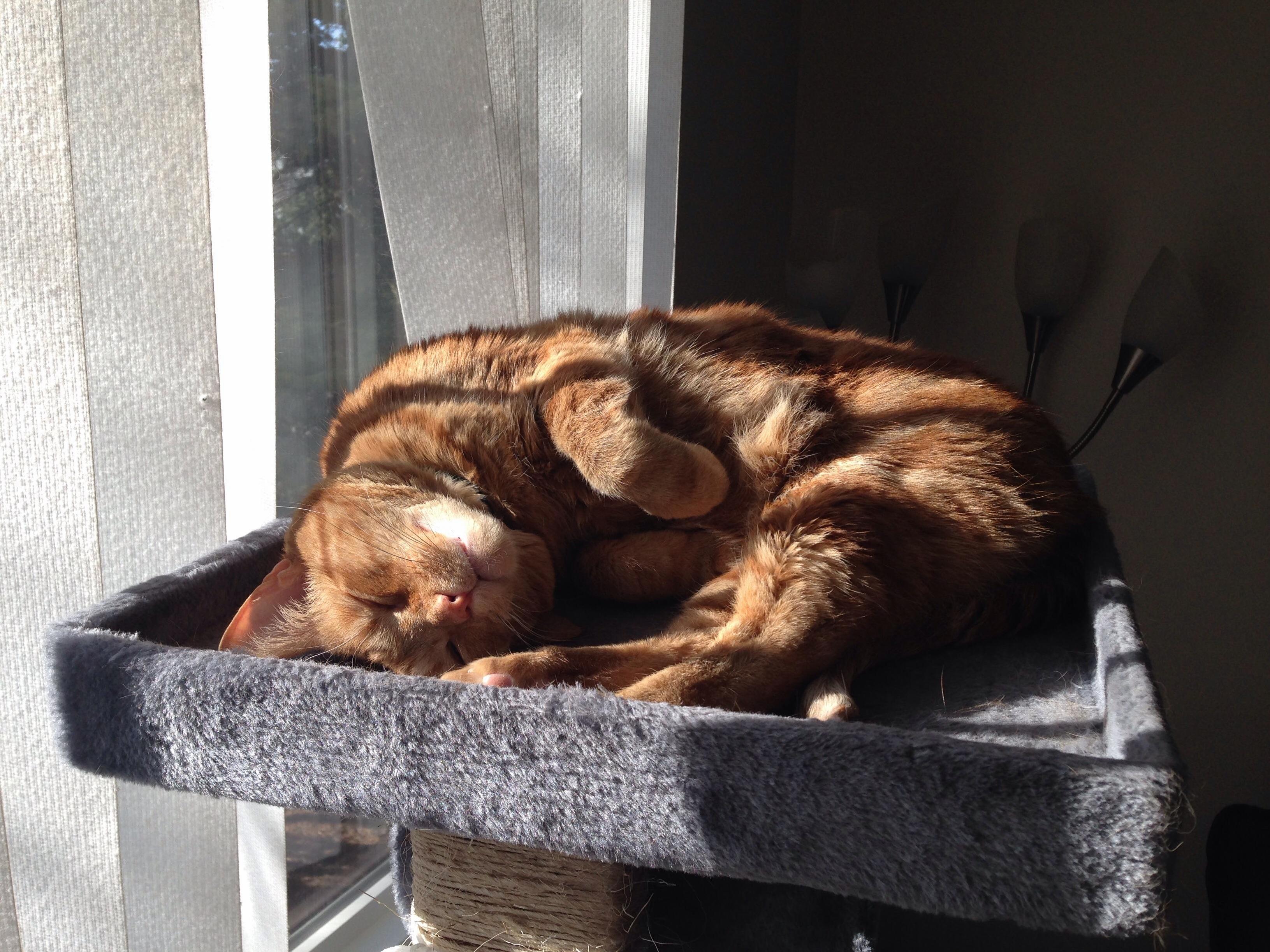 Jimmy Likes Sunbathing