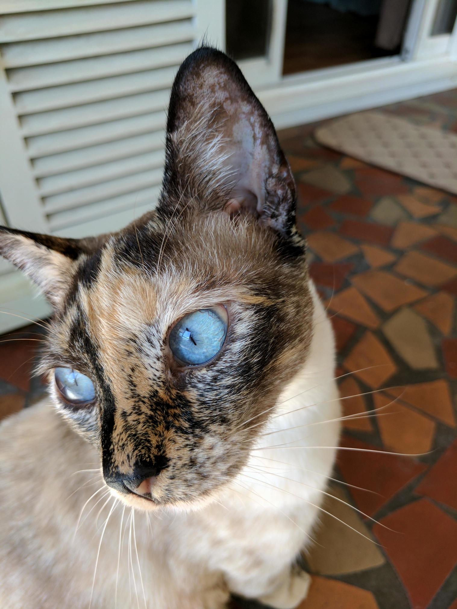 Jinx the Cat.