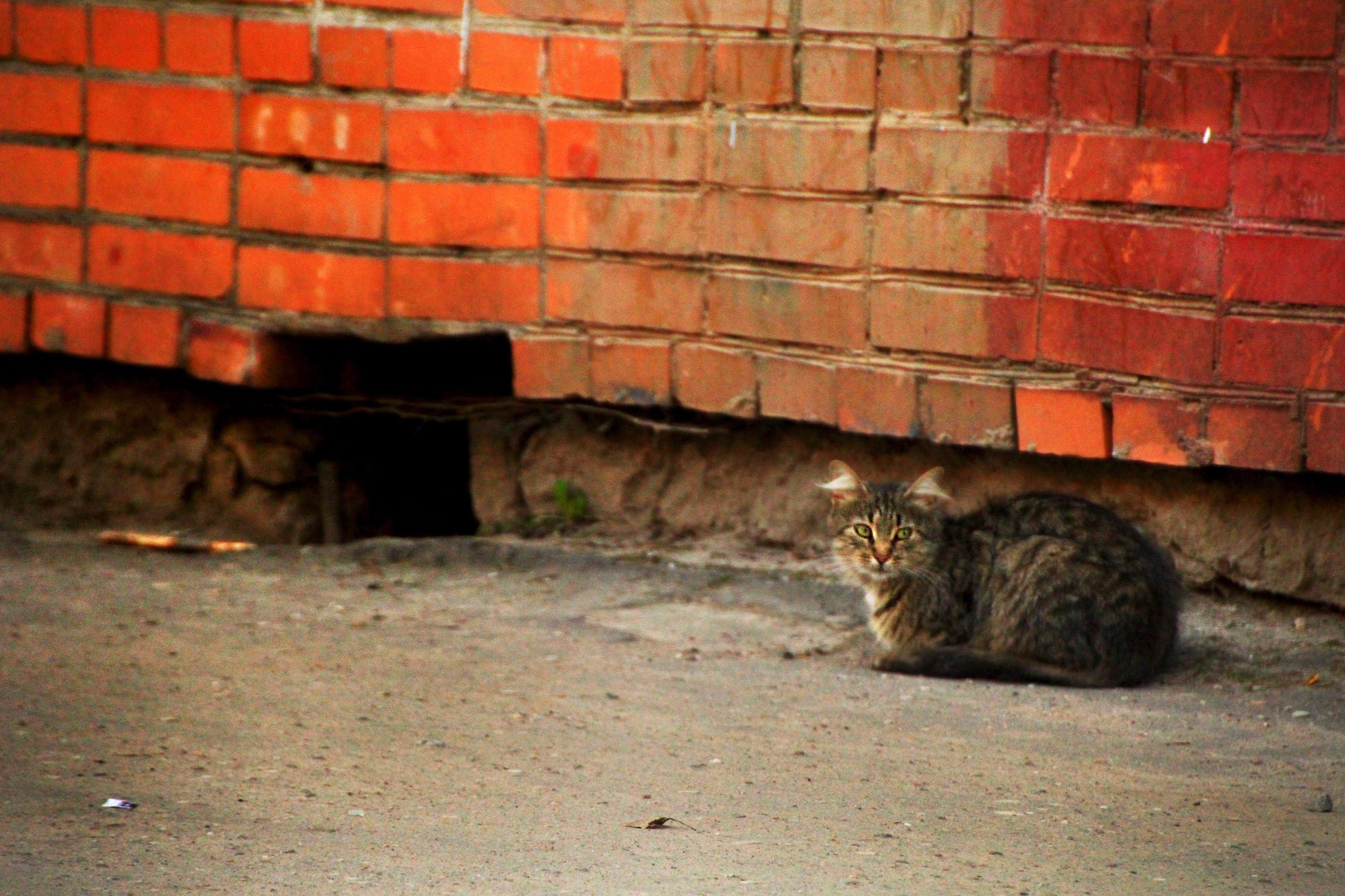Just a Cat Who Lives in a Schools Basement