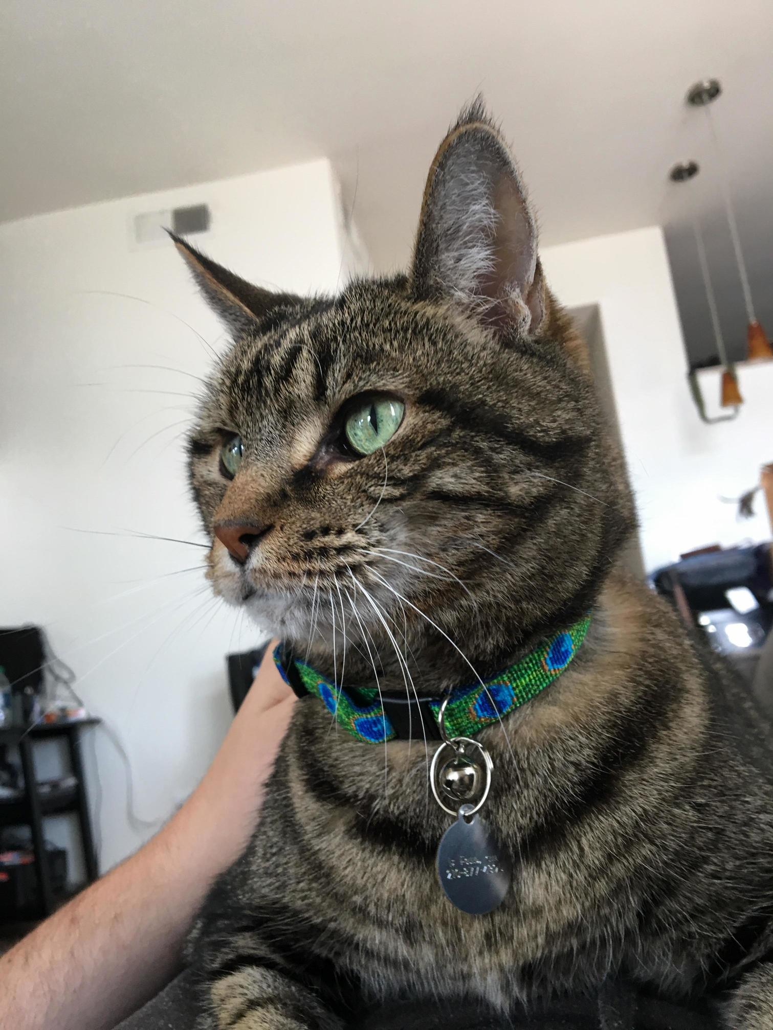 Just Adopted Cole Hes 9 Years Old and a Little Fat but Hes the Sweetest Thing and I Think He Likes His New Home.