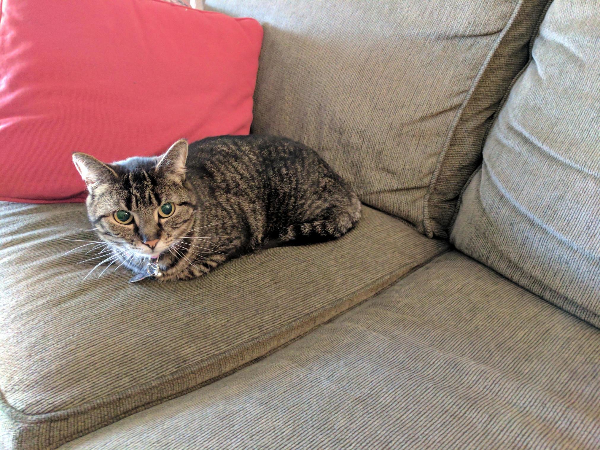 Just Adopted This Beautiful Girl the Other Day. She Is 5 12 Years Old and Her Name Is Rey.