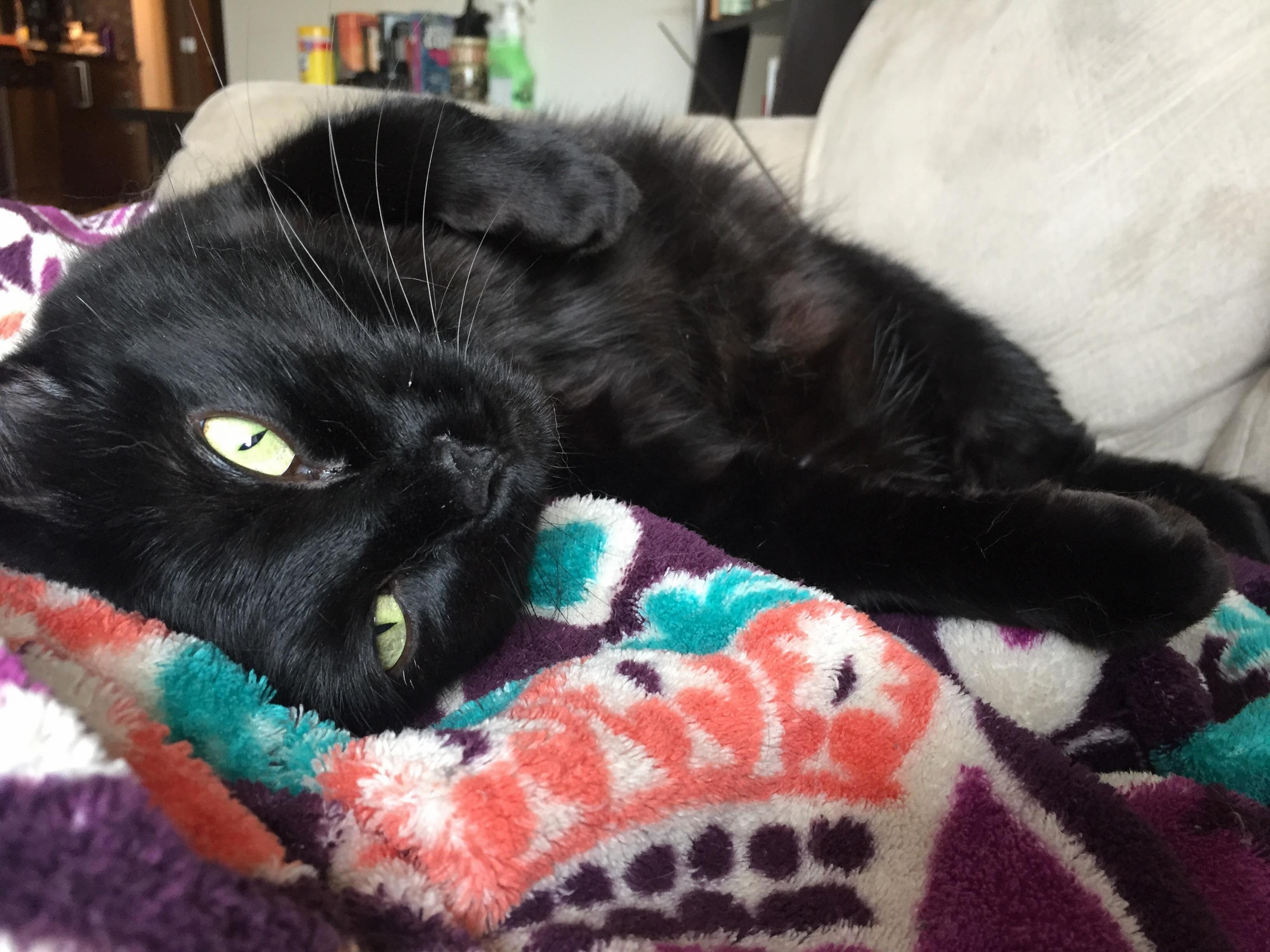 Just Felt Like Sharing My Sweet Little Cat