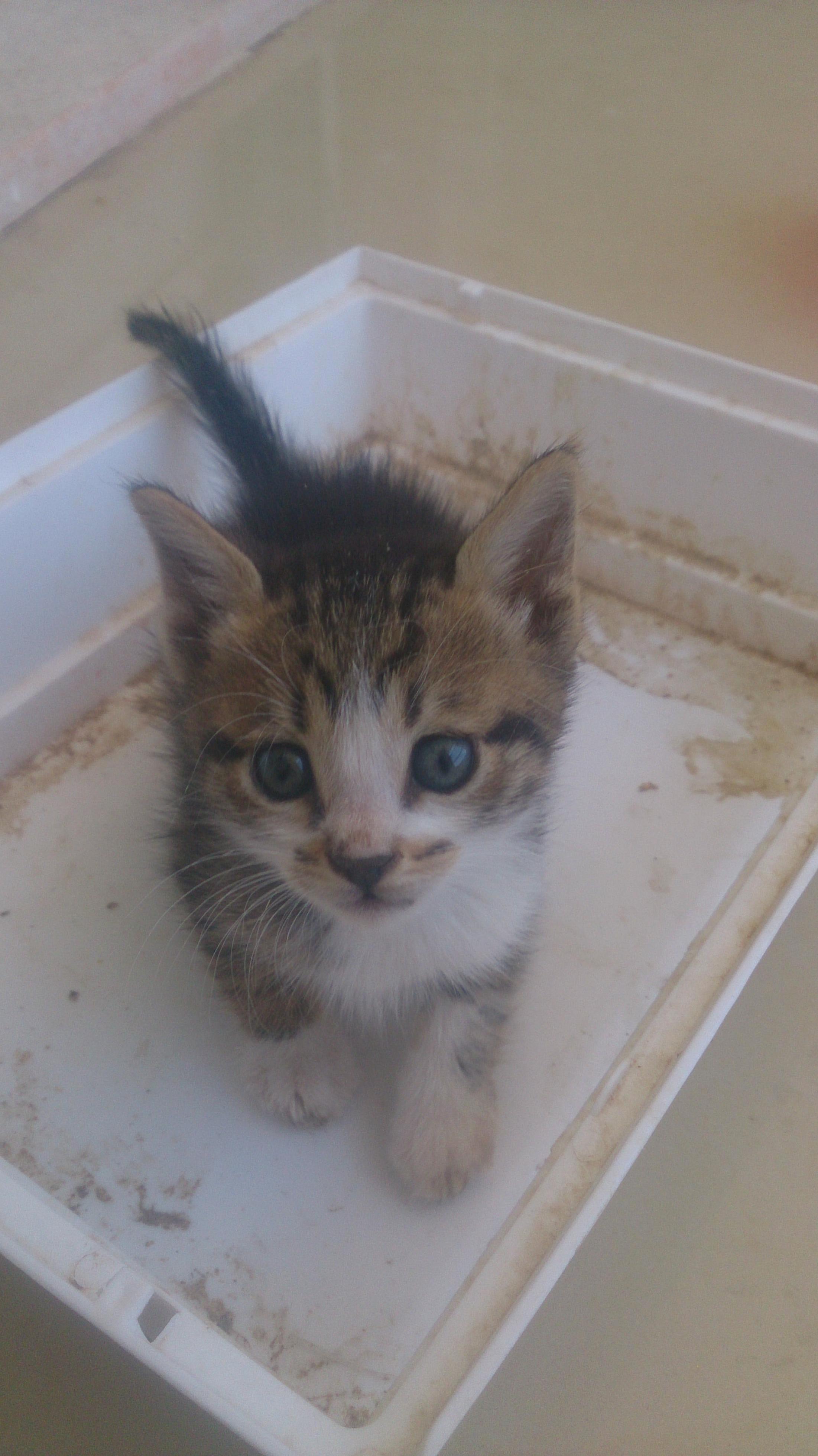 Just Got This Guy. Any Tips for a New Cat Owner