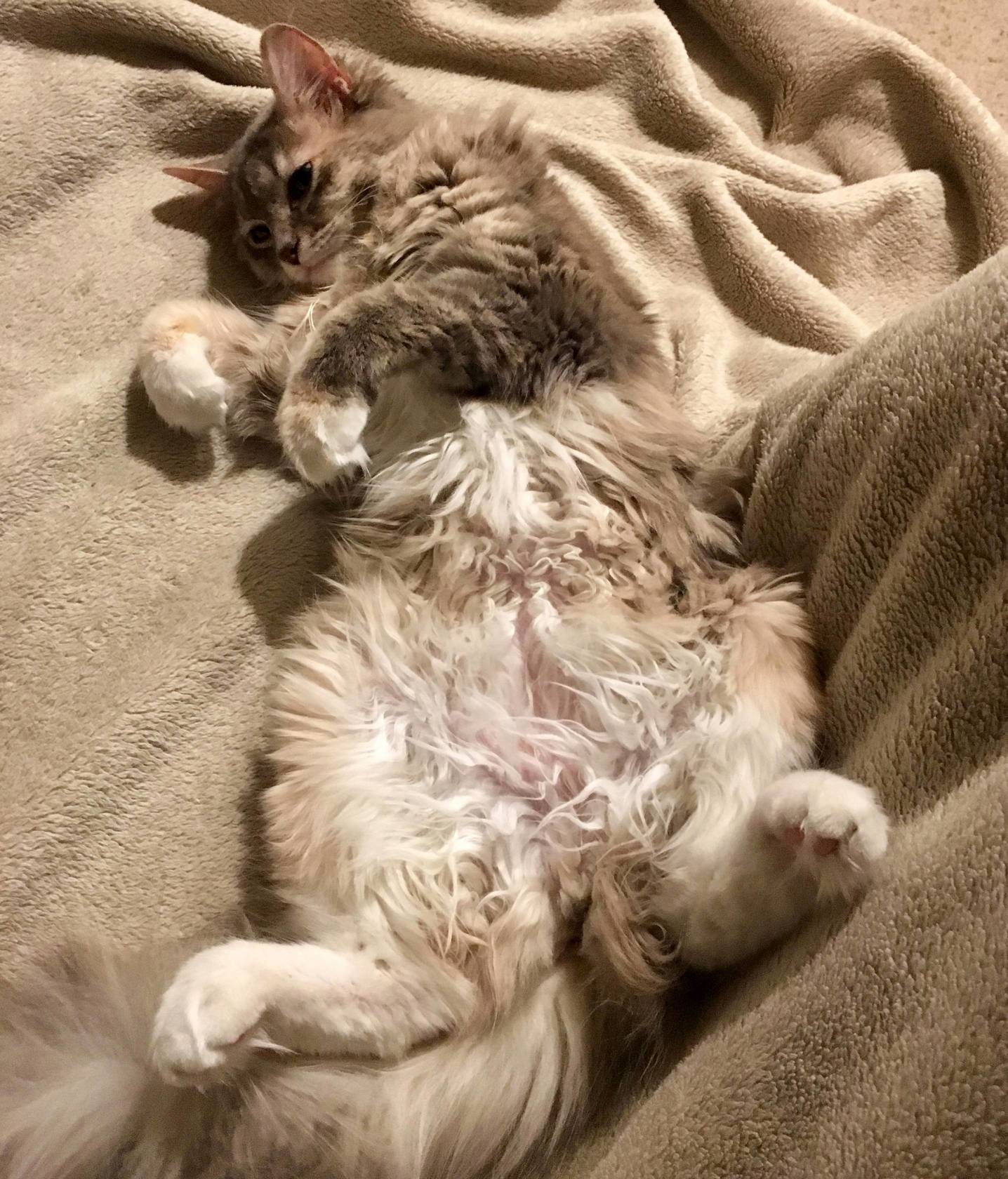 Just Look at Beefs Belly and Toes
