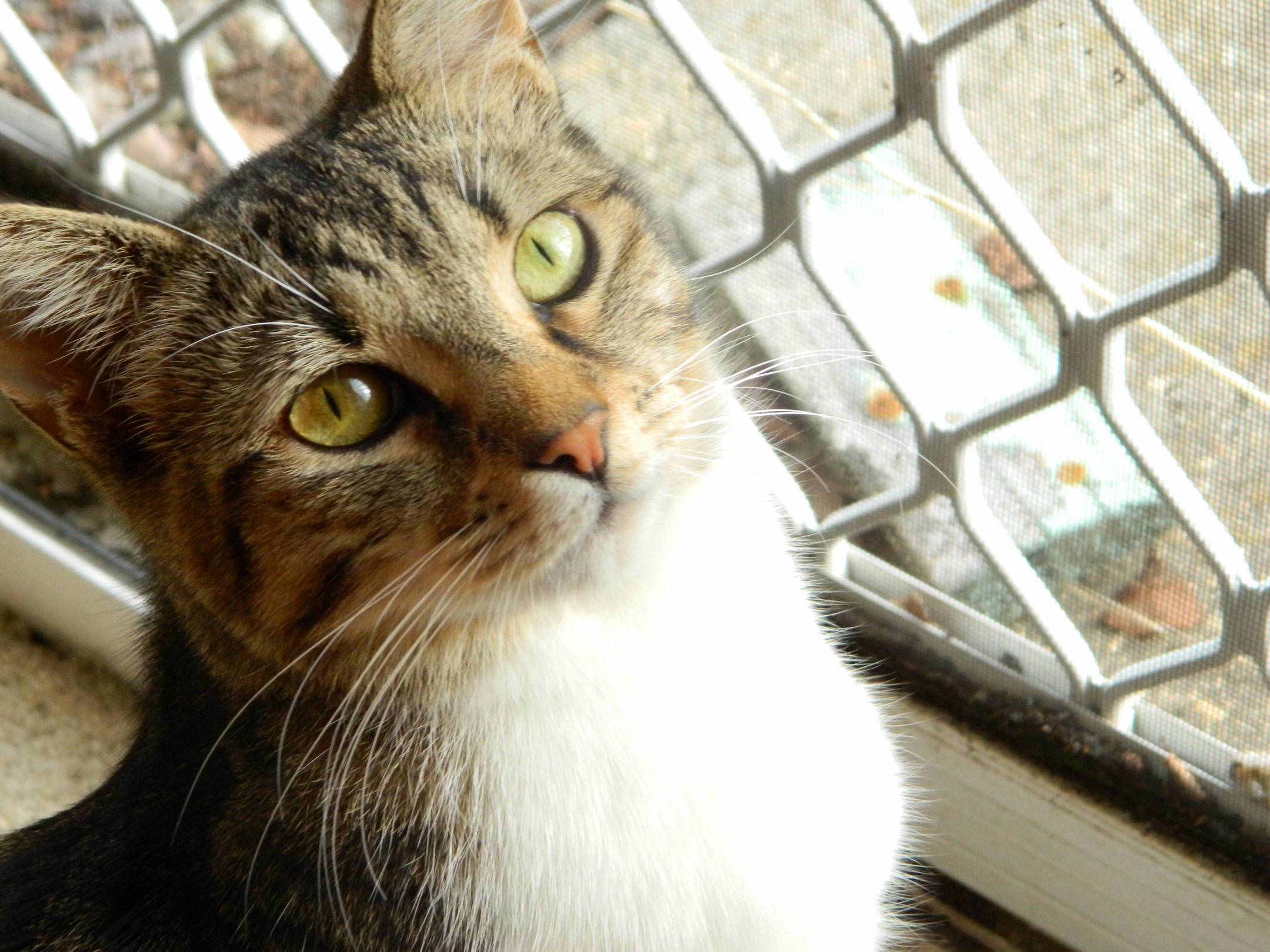 Just My Cat Buttons