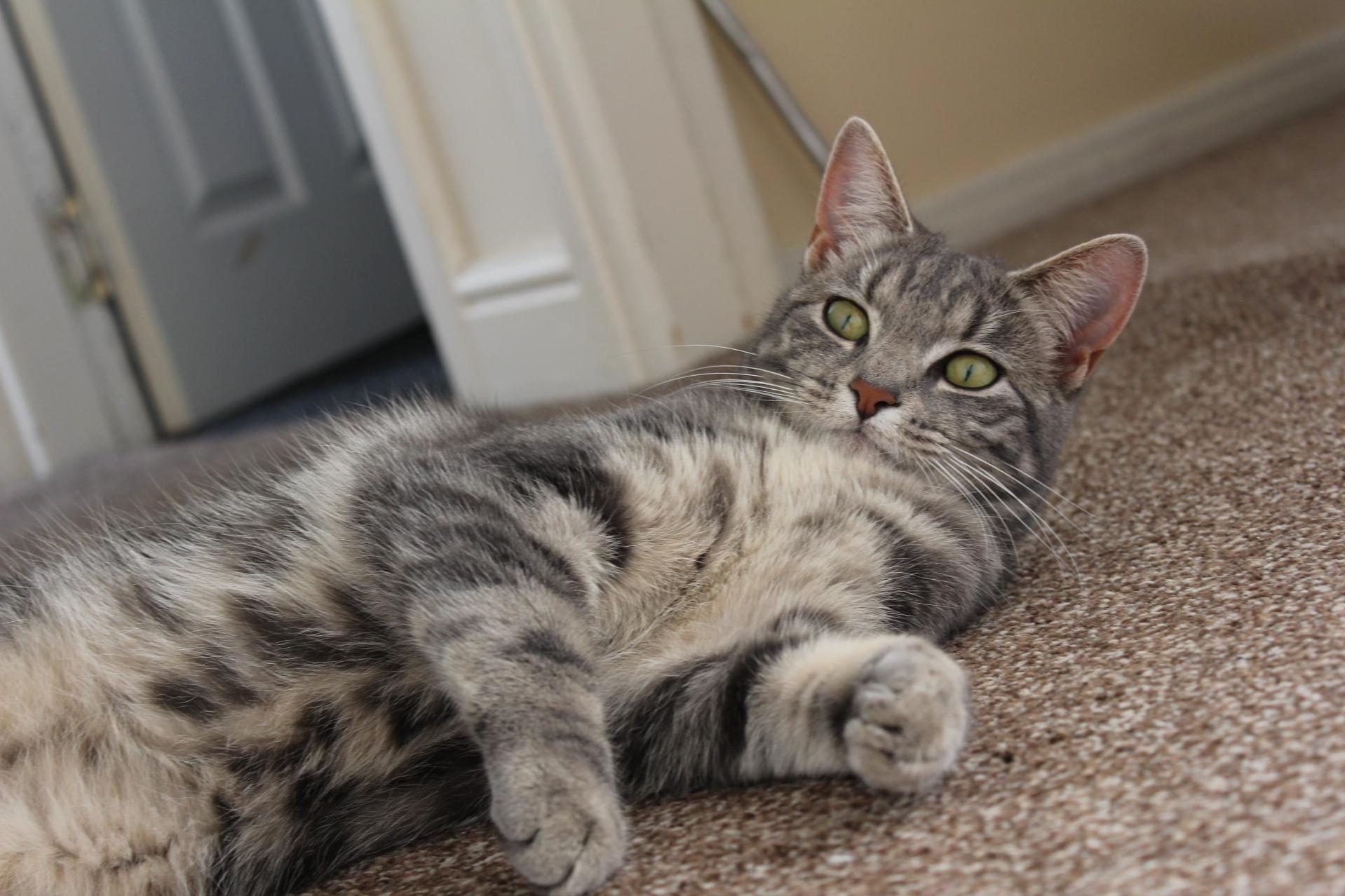 Just Tilly Chillin on a Sunday Afternoon...