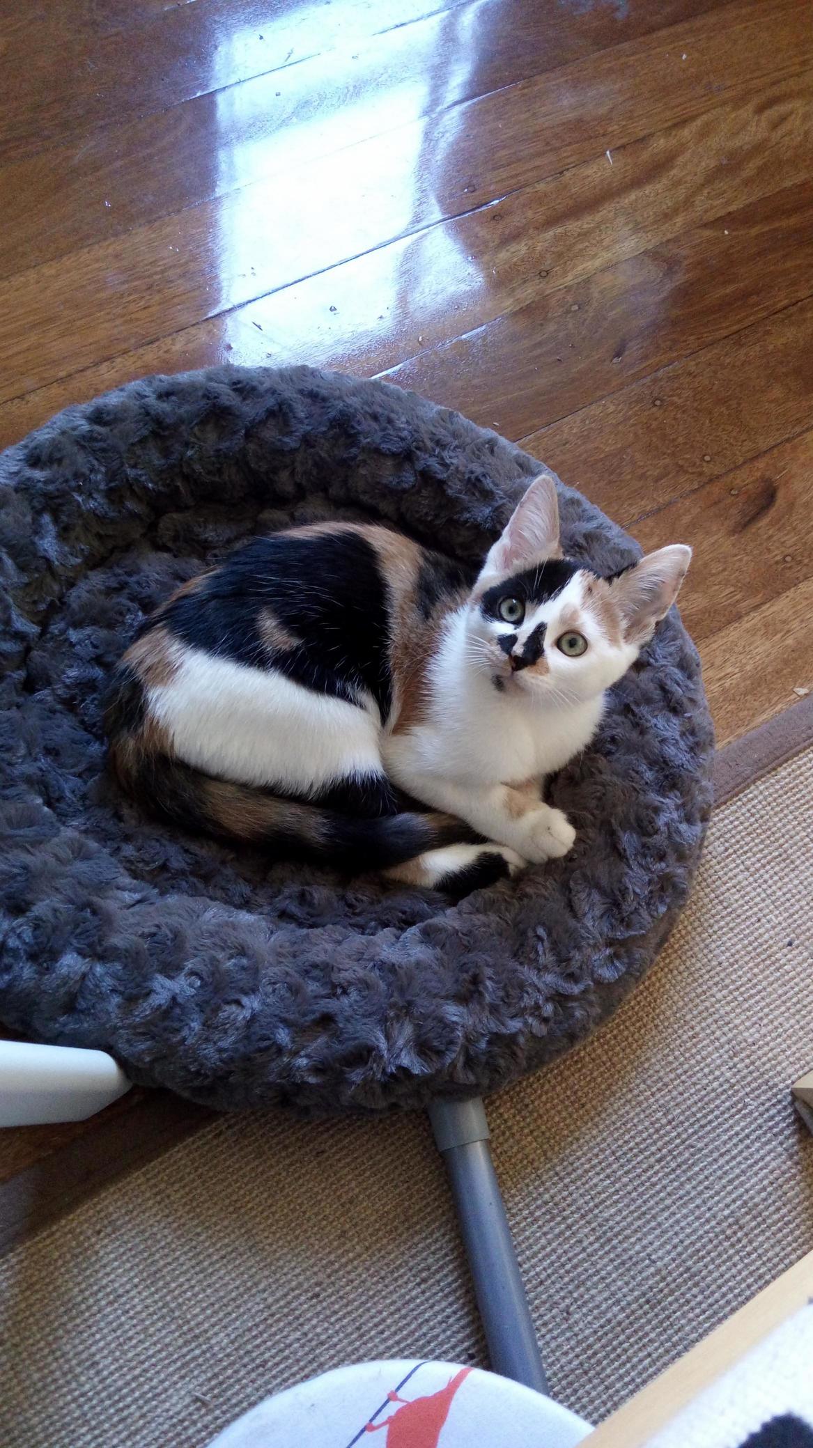 Just Took This Tiny Lady Home from the Shelter. Still Working on a Name. Any Suggestions