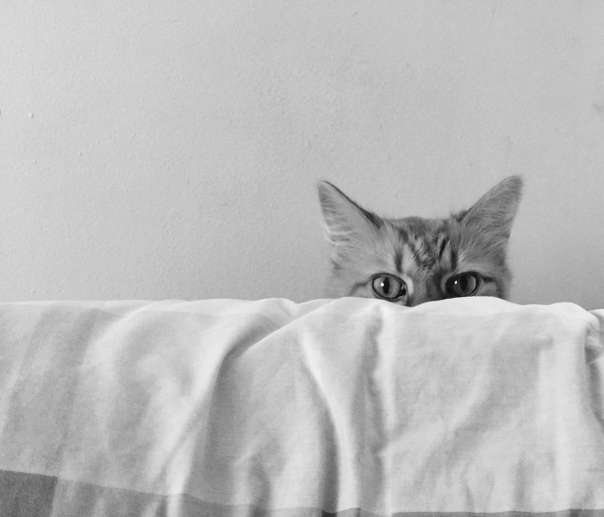 Just Waiting for Hooman to Turn Away....
