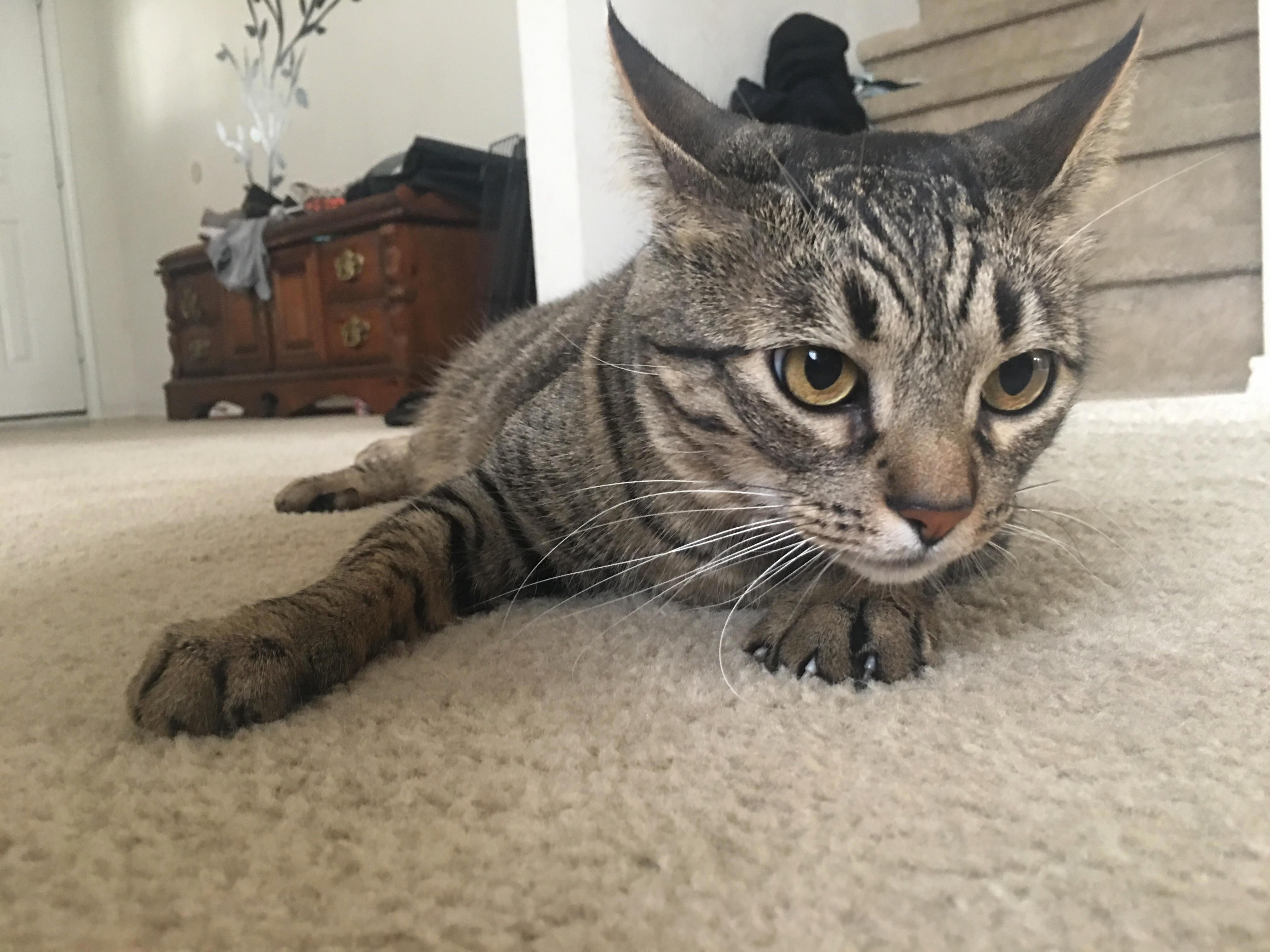 Just Wanted to Share My Beautiful Her Name Is Luna.