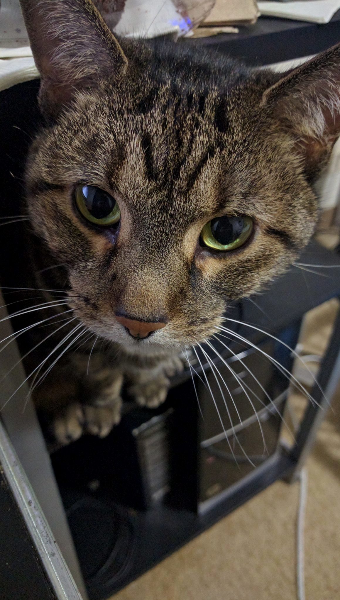 Kali Excuse Me Mom. I Need Pets. Ok. Thx. My New Favorite Picture of Her.