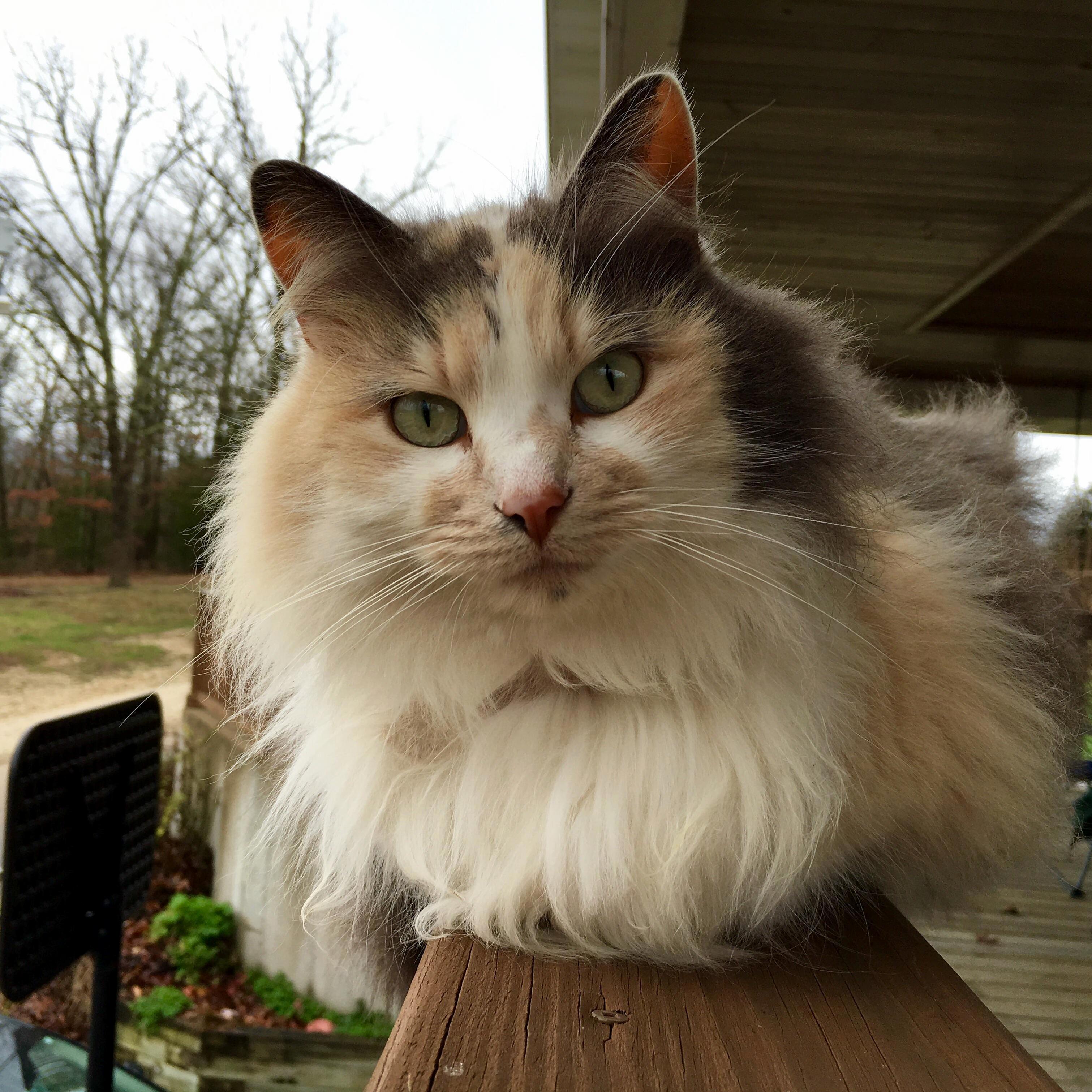 Karley My Parents Barn Cat.