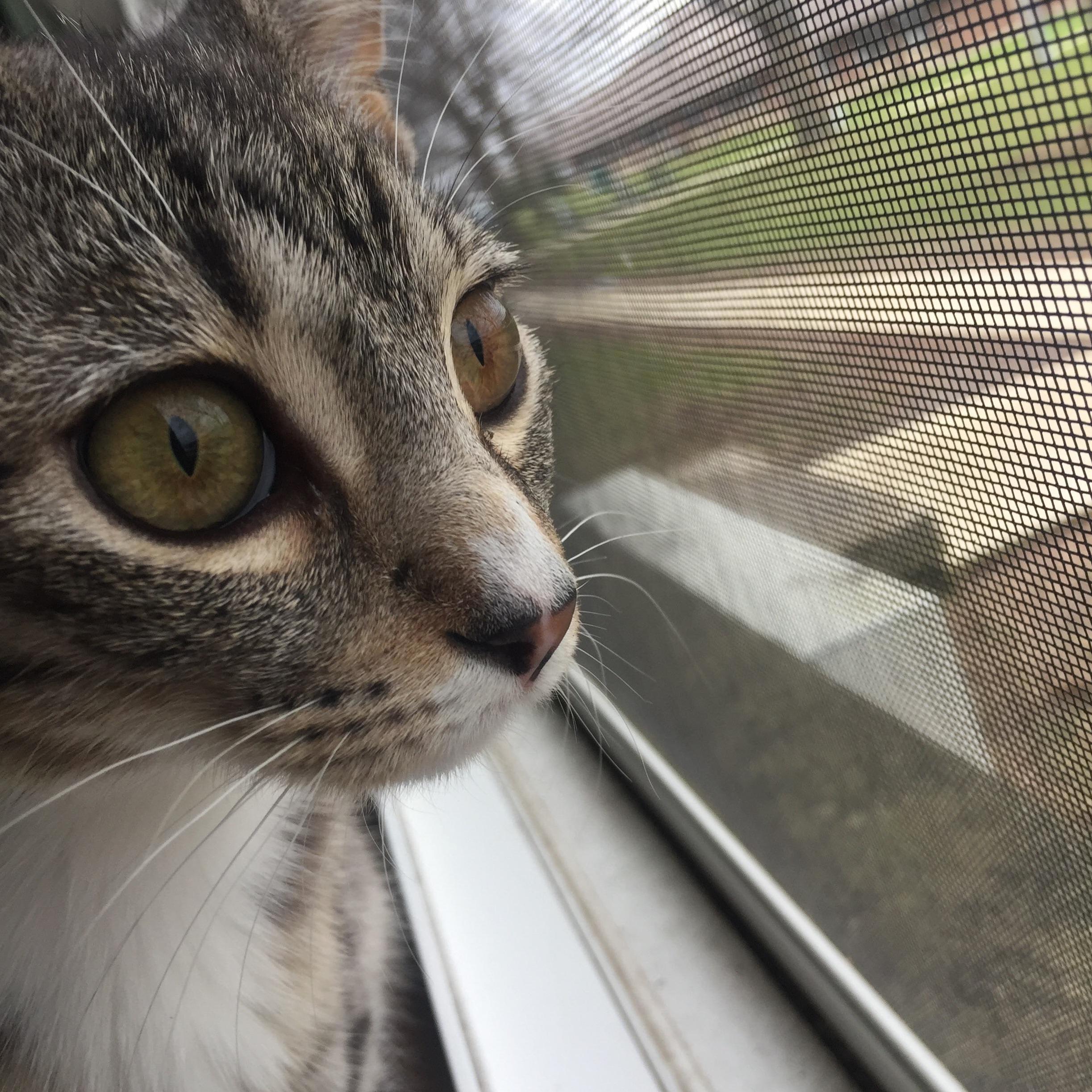 Keith Doing Cat Stuff.