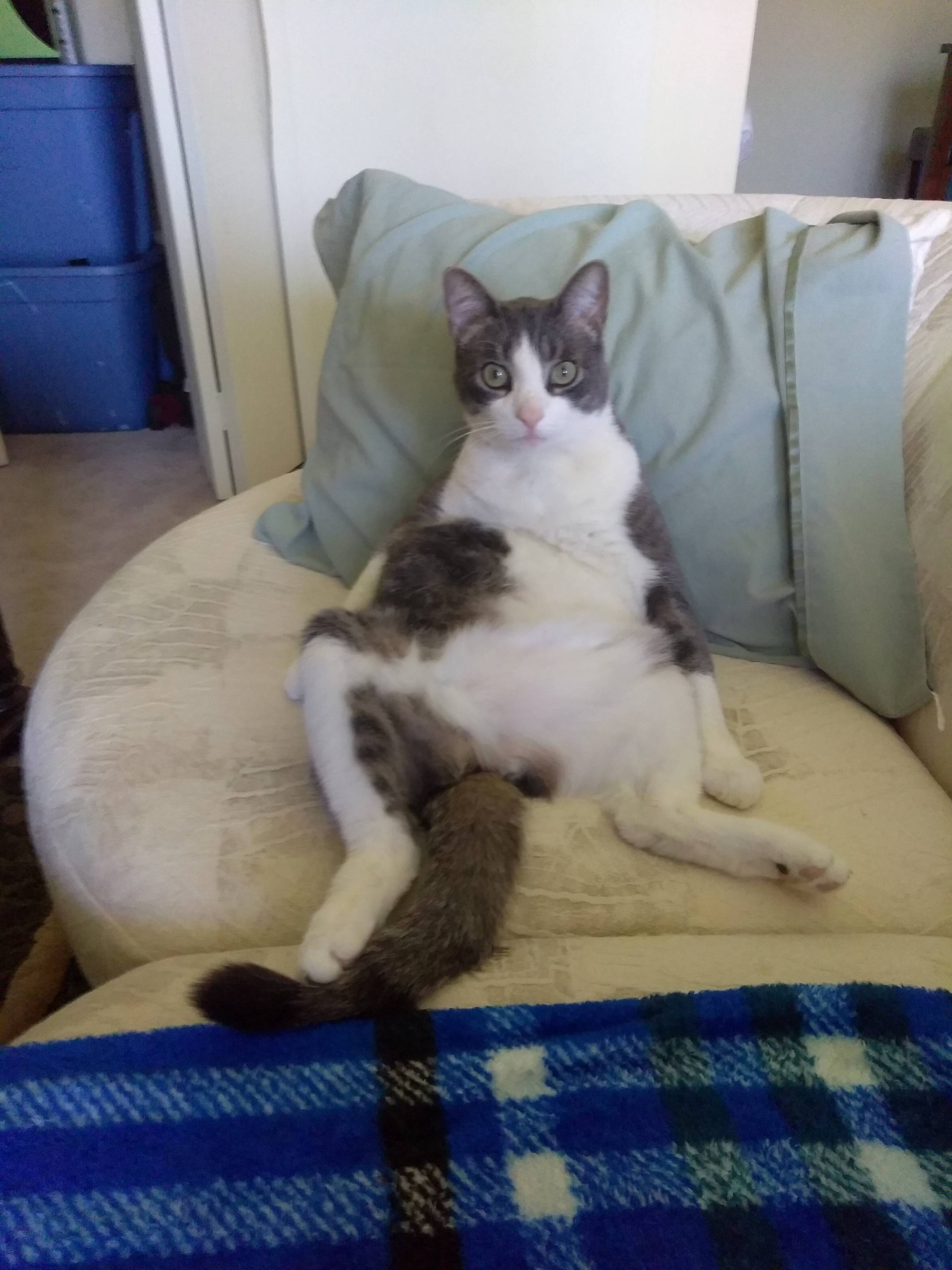 King of the Couch