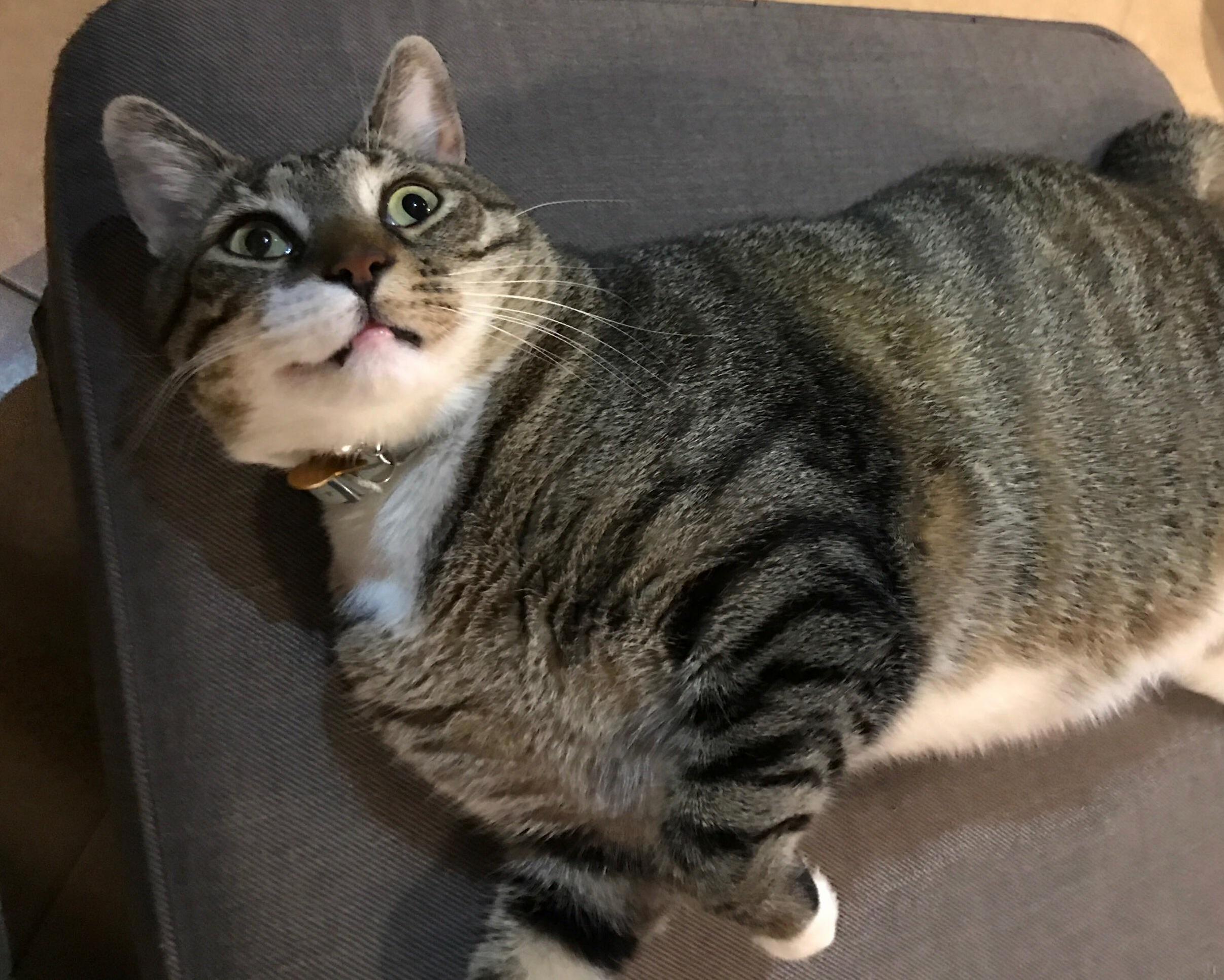 King of the Derps Having an Acid Flashback. He Was Staring Into Space for a Solid Ten Minutes