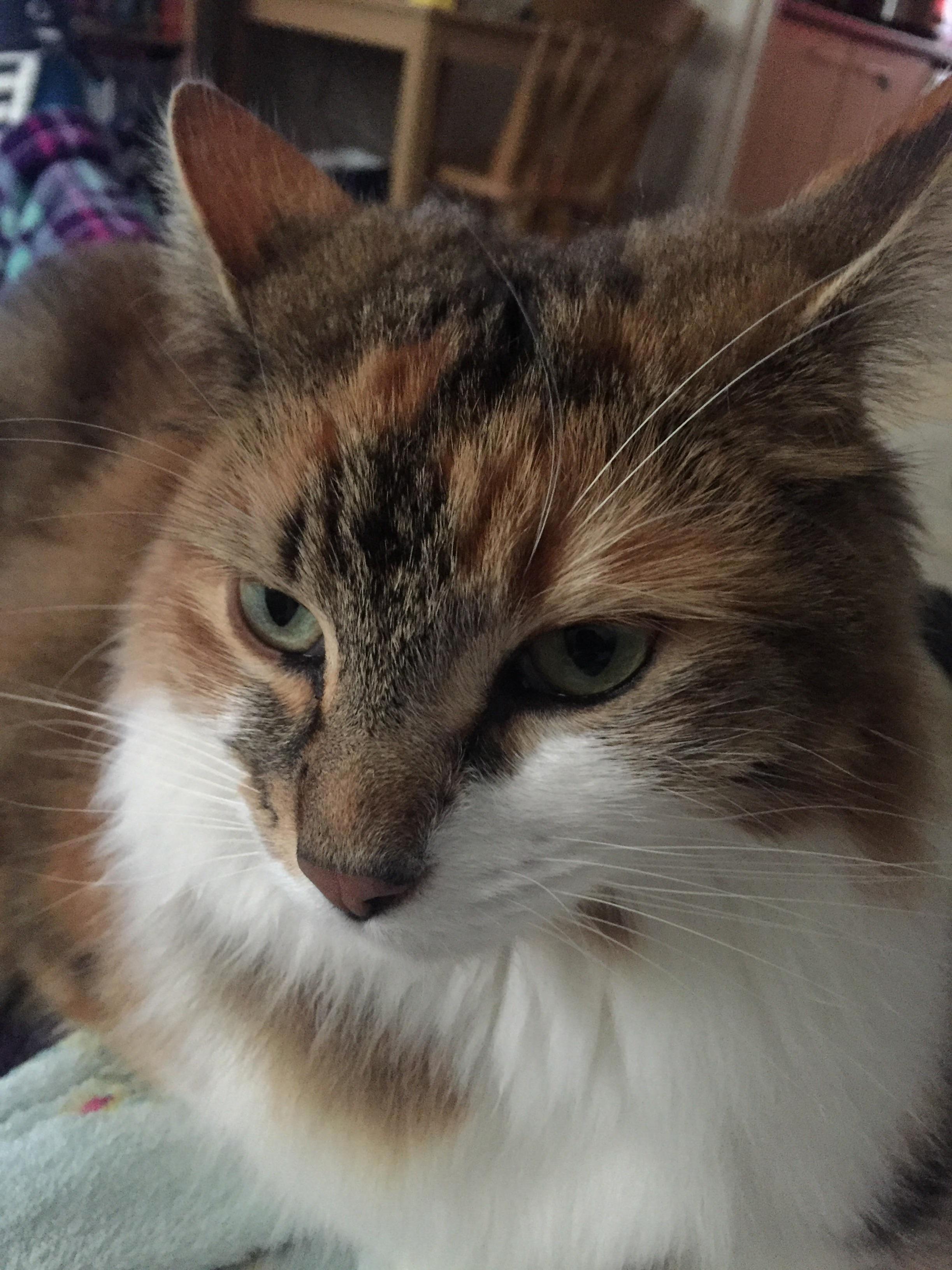 Kitten Is Very Angry That I Threw Away the Dead Bird That She So Thoughtfully Brought Home