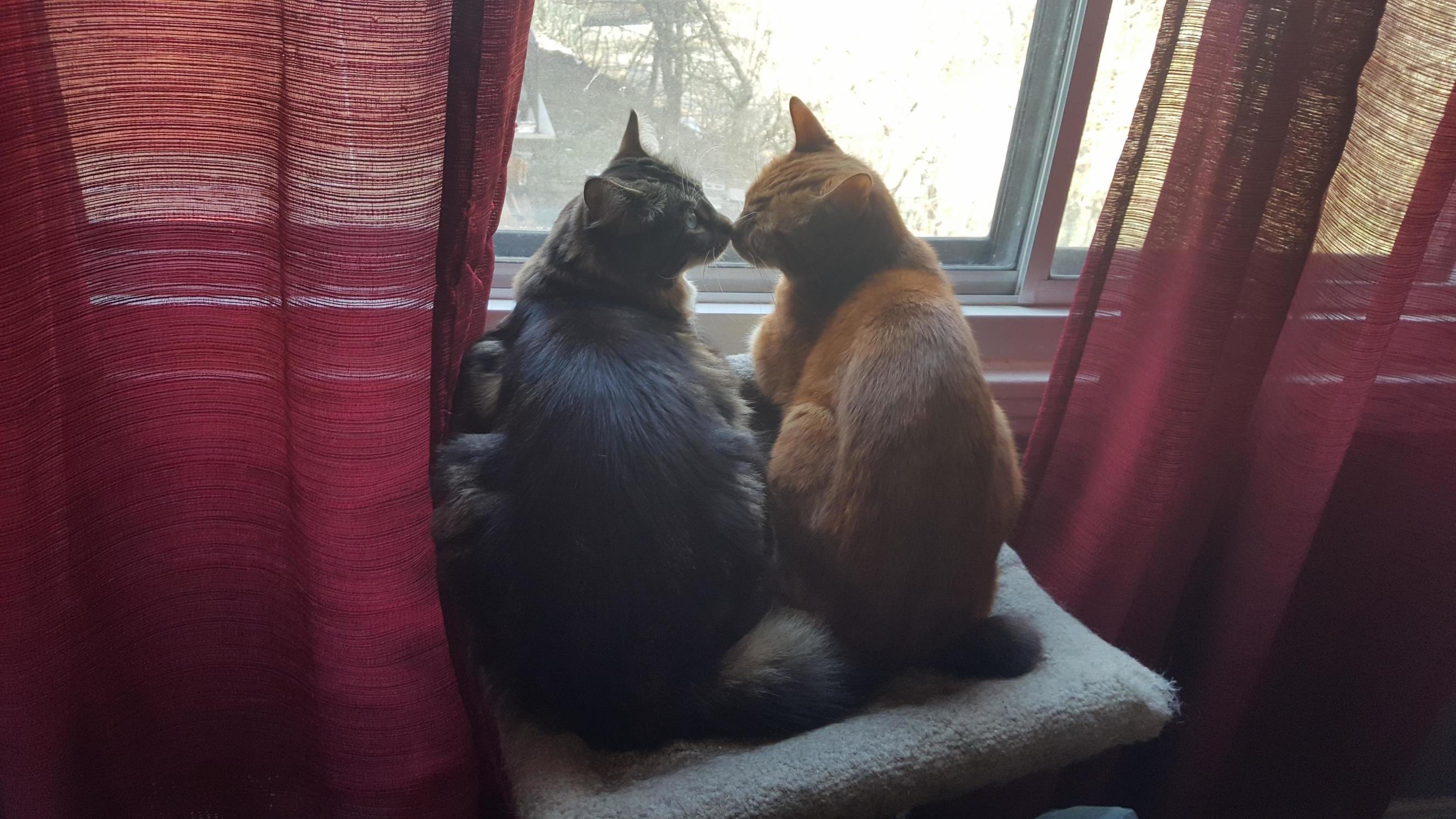Kitties Booping Snoots 3