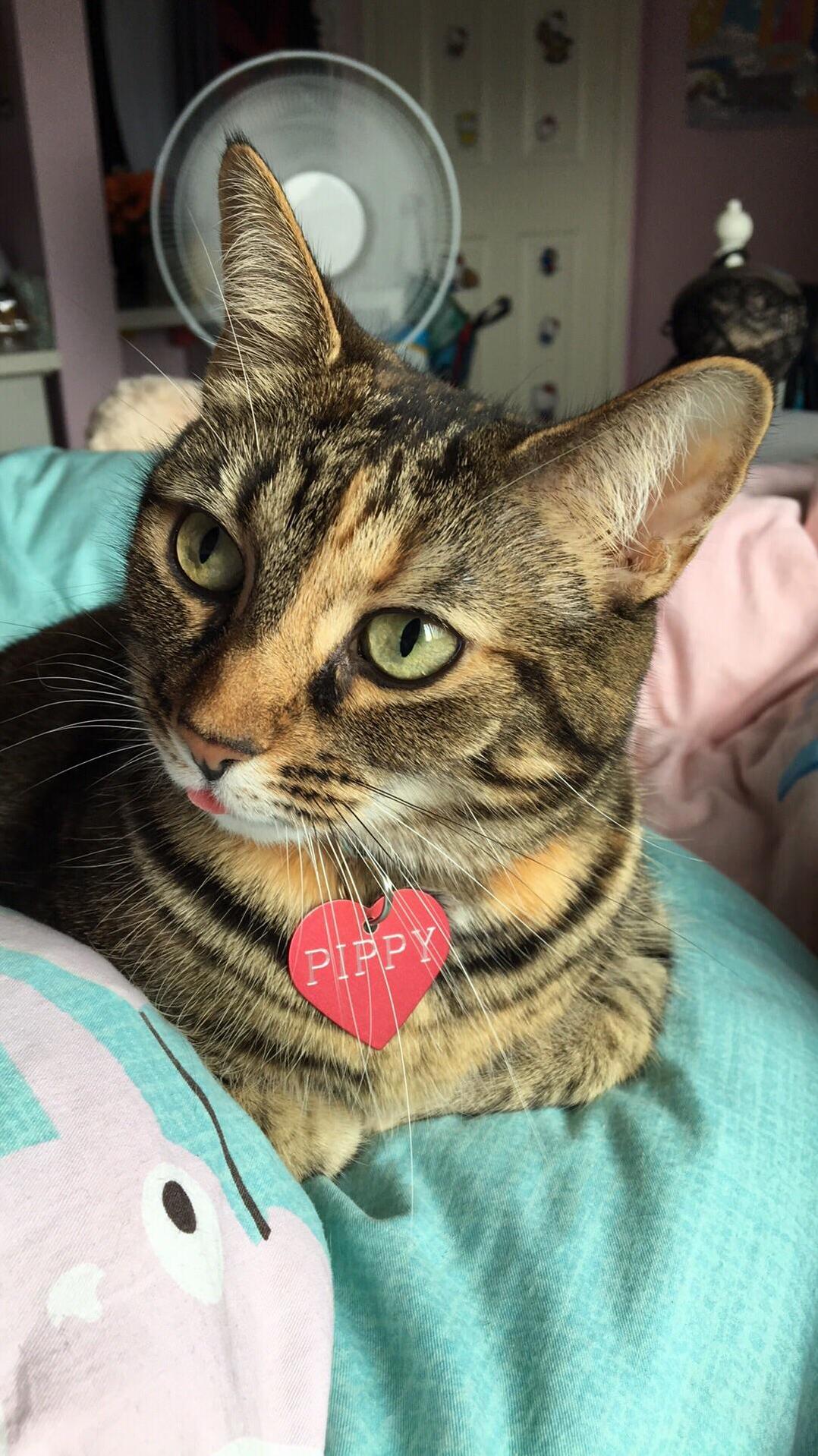 Kitty Blep