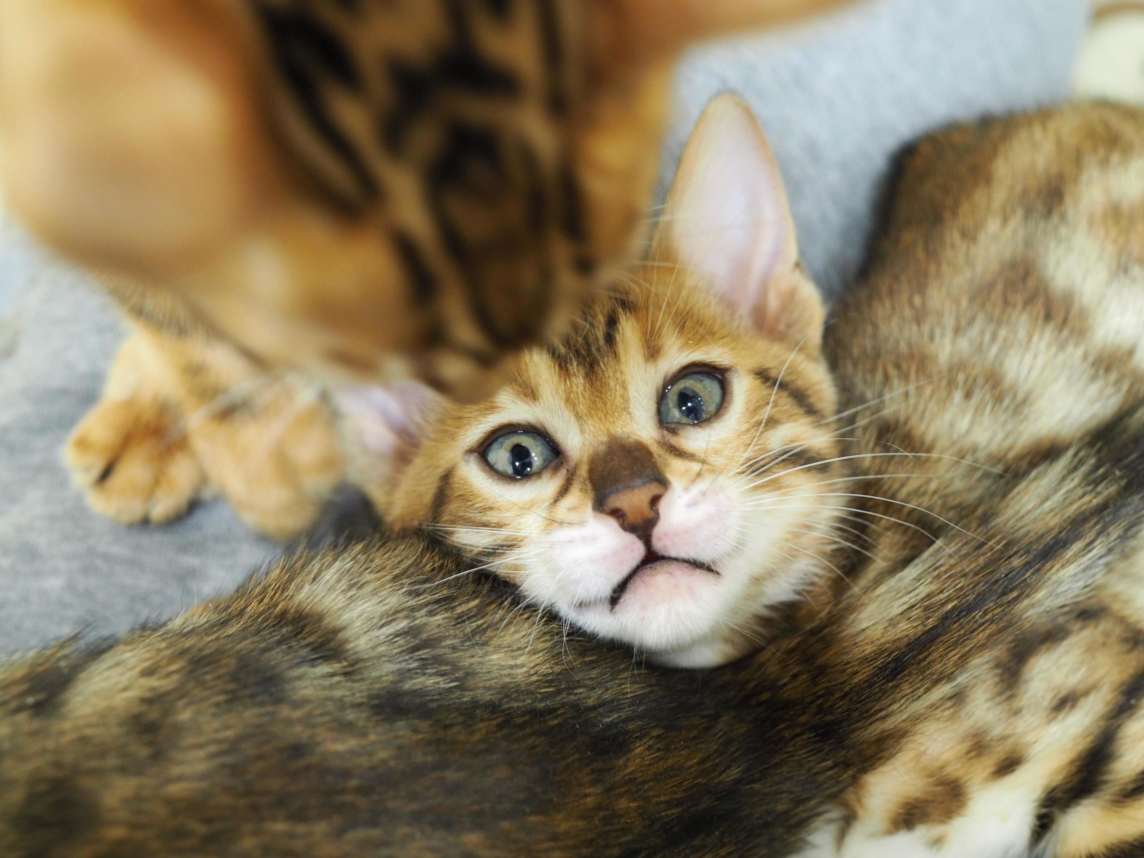Kitty in Kittens