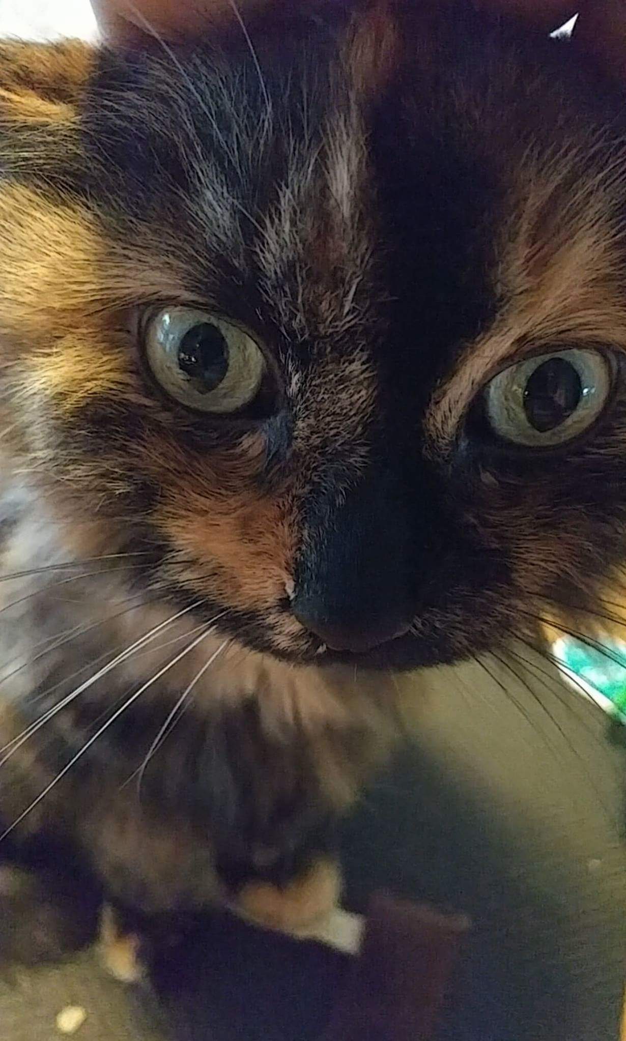 Kitty Is Ready to Take on the World
