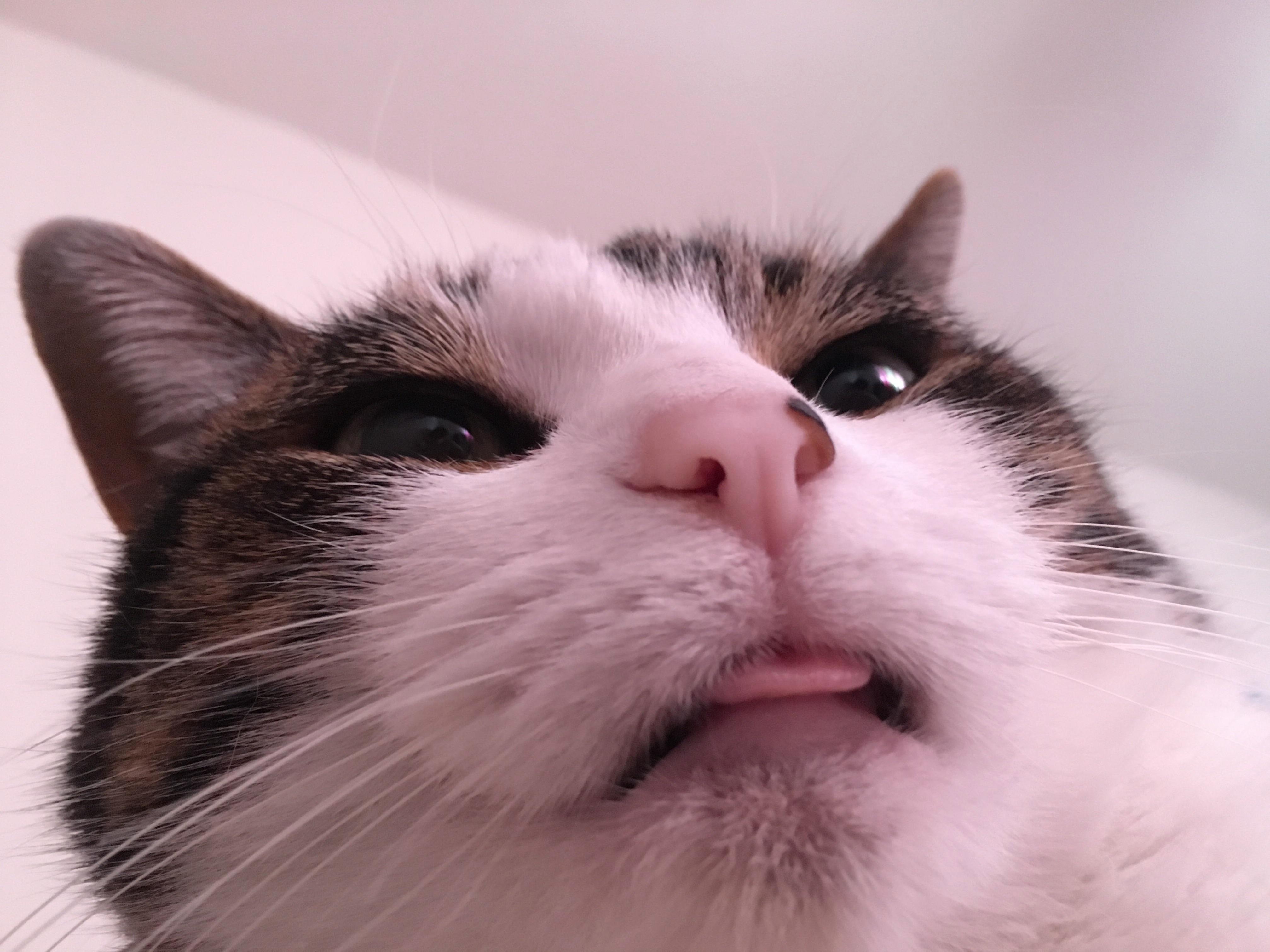 Kitty Is Stuck at Being a Derp