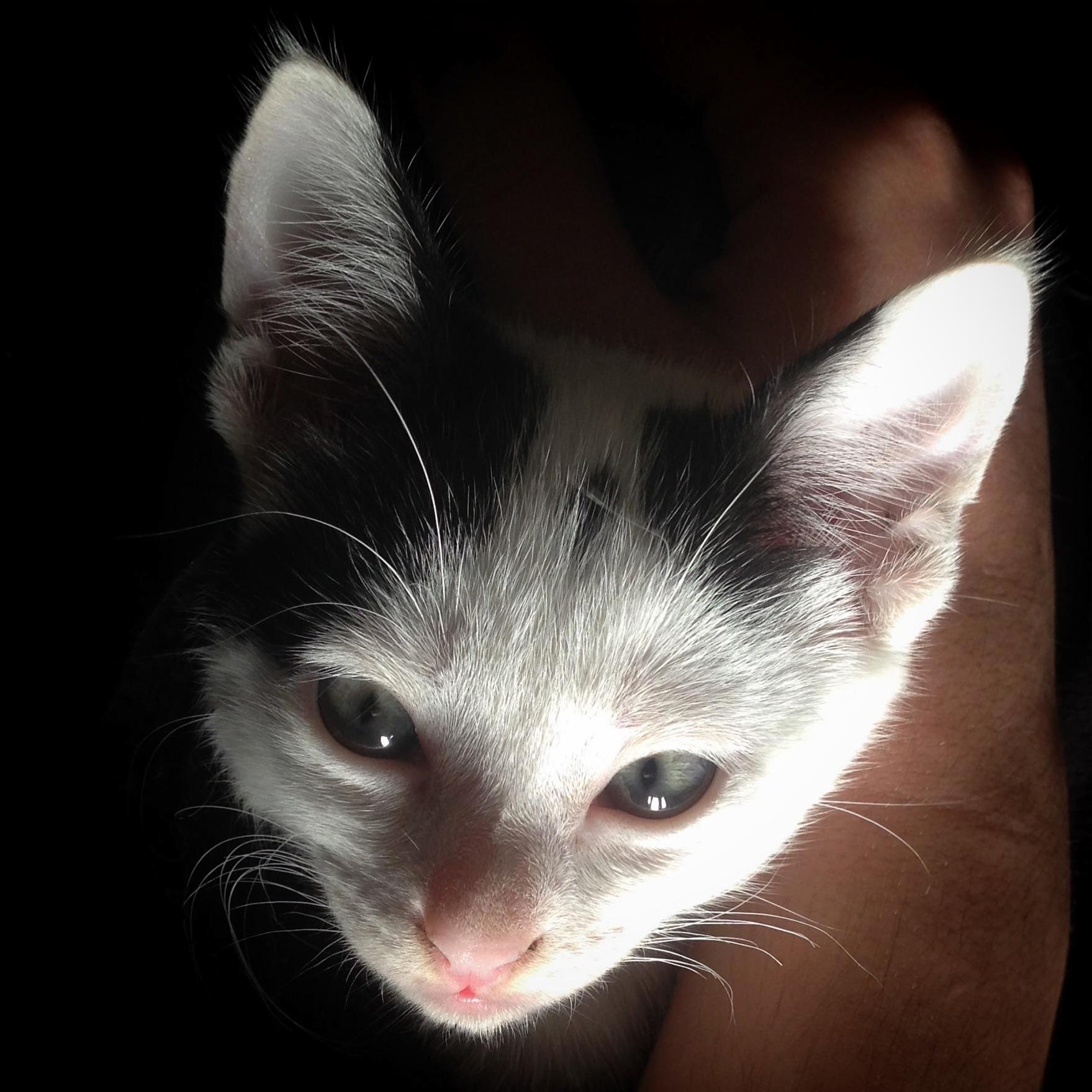 Kodama Looking Spooky Cute