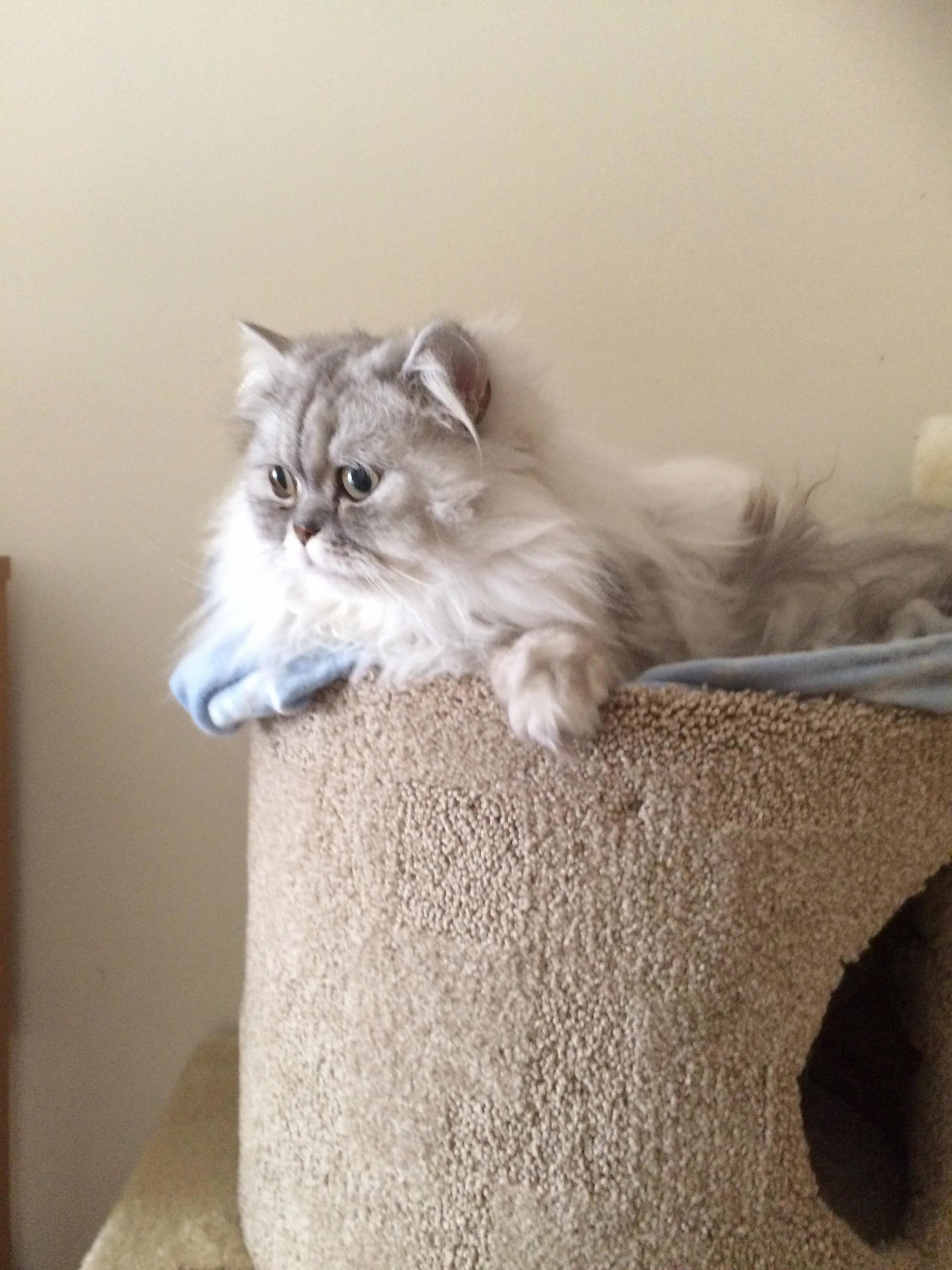 Kuzya Got a New Tent Thing He Likes Sleeping on It Now.