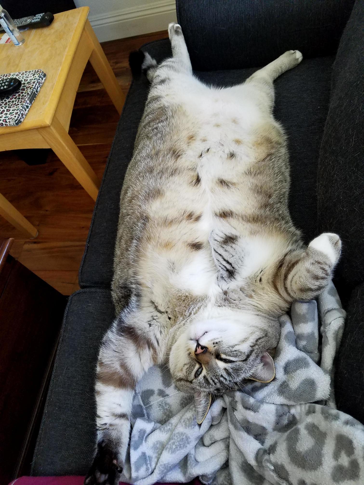 Latest Modern Cat Magazine Centerfold....