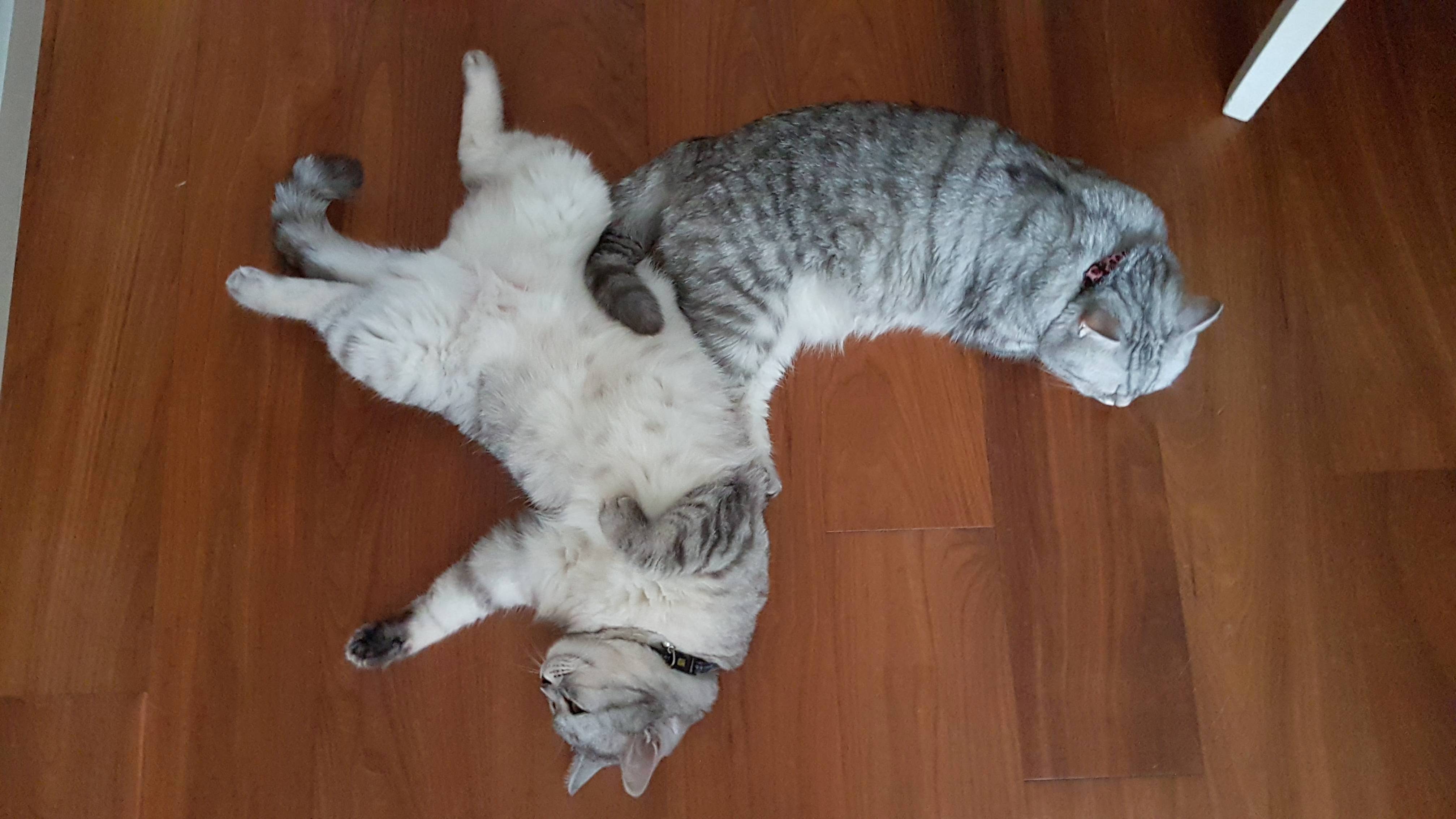 Lazy Cats