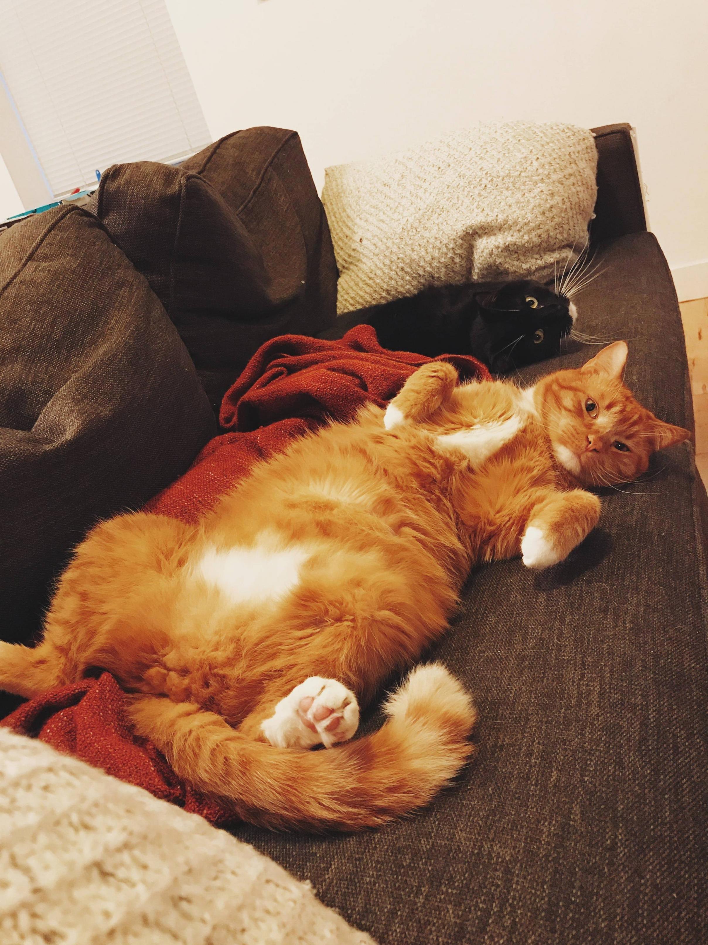 Lazy Friday Brothers