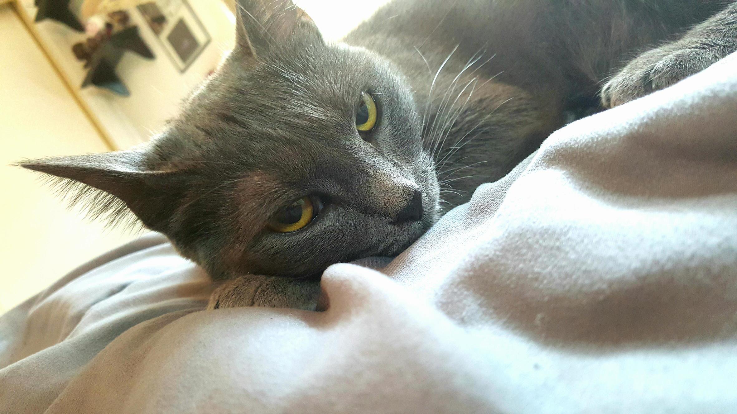 Lazy Morning.