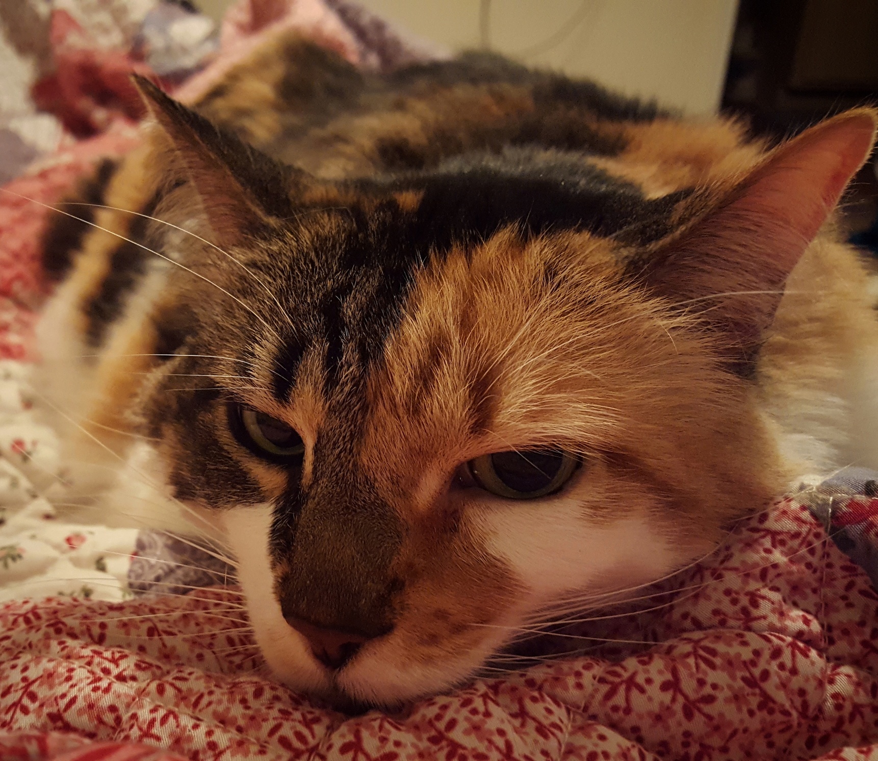 Lazy Saturday