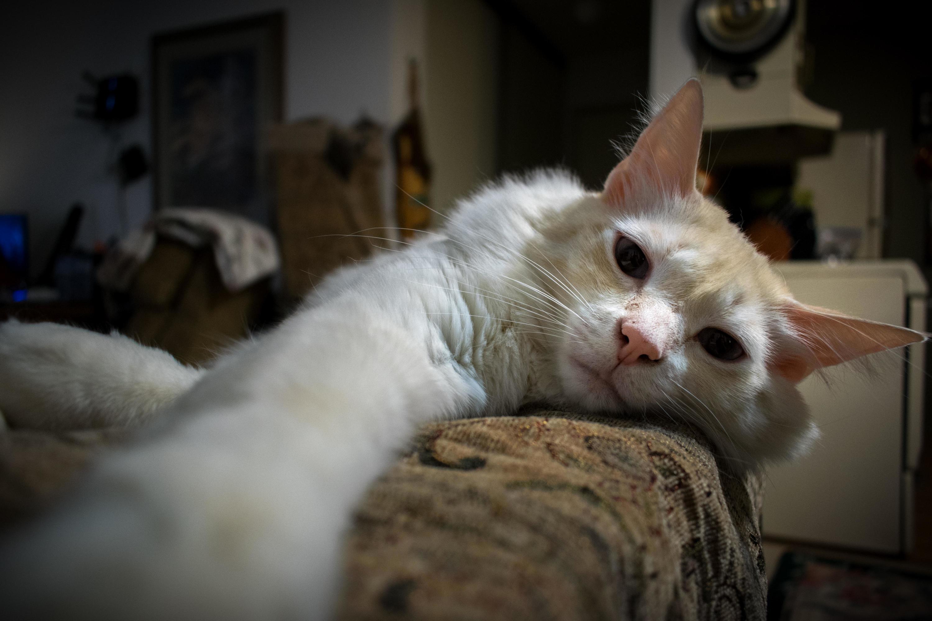Lazy Selfie...