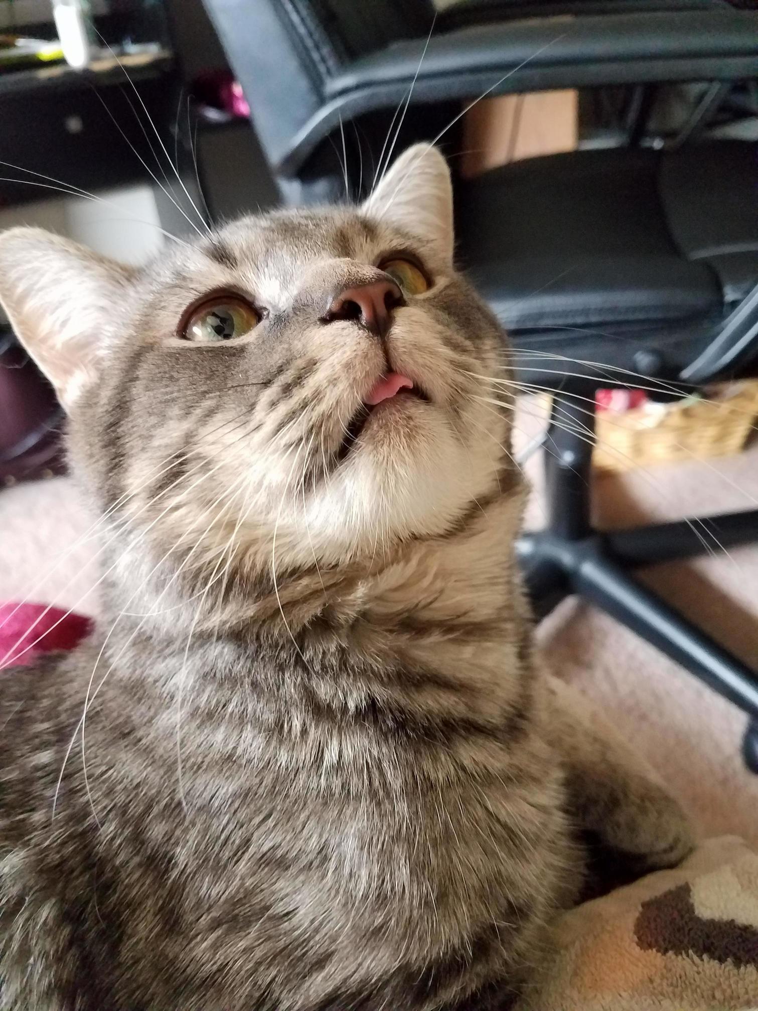 Le Blep
