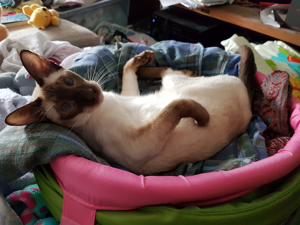 Leeloo Chocolate Point Siamese Relaxing on the Sofa