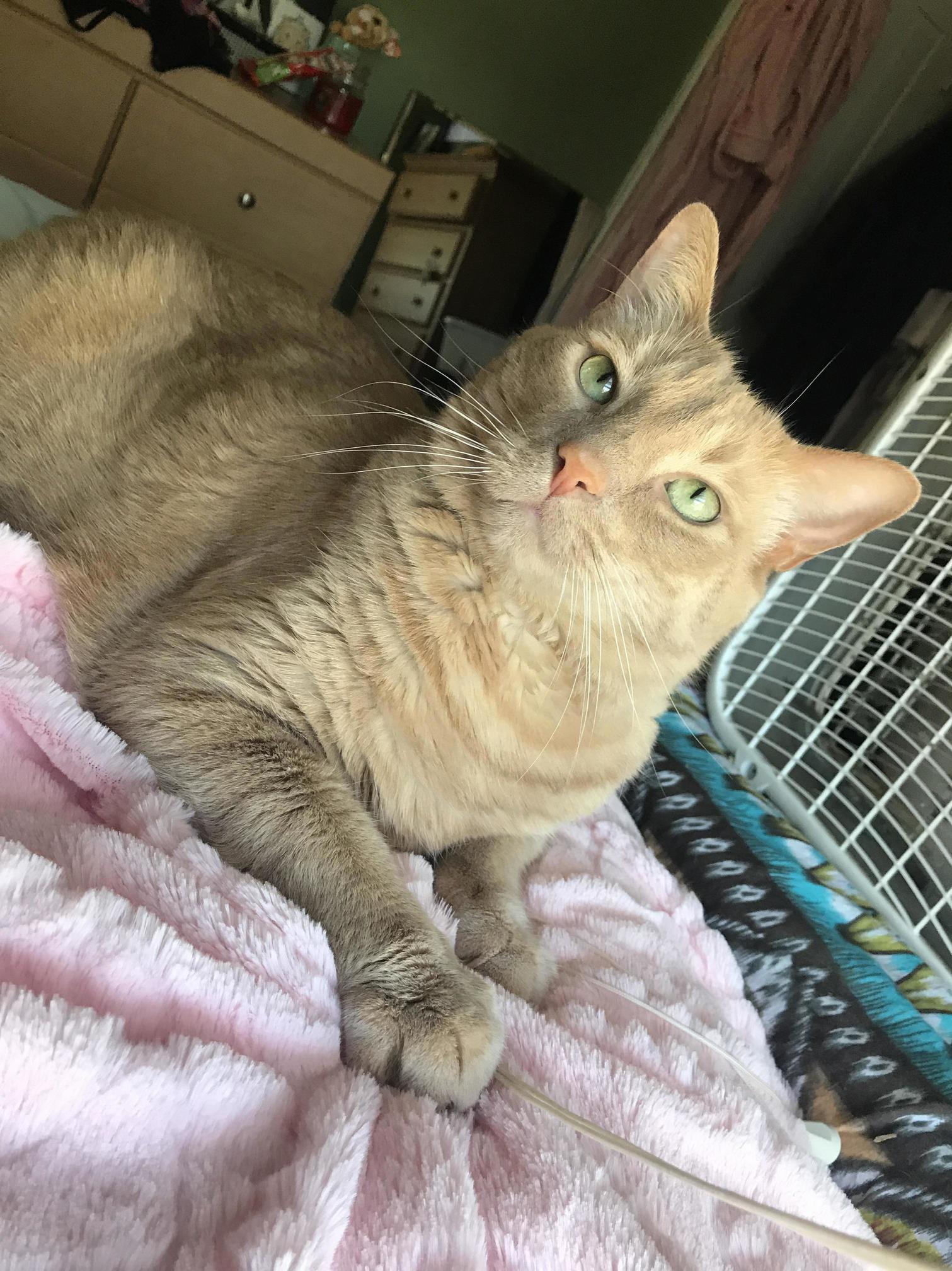 Leo Is Enjoying This Beautiful Spring Day with the Window Open... and of Course Playing with the Windows Blind Strings.