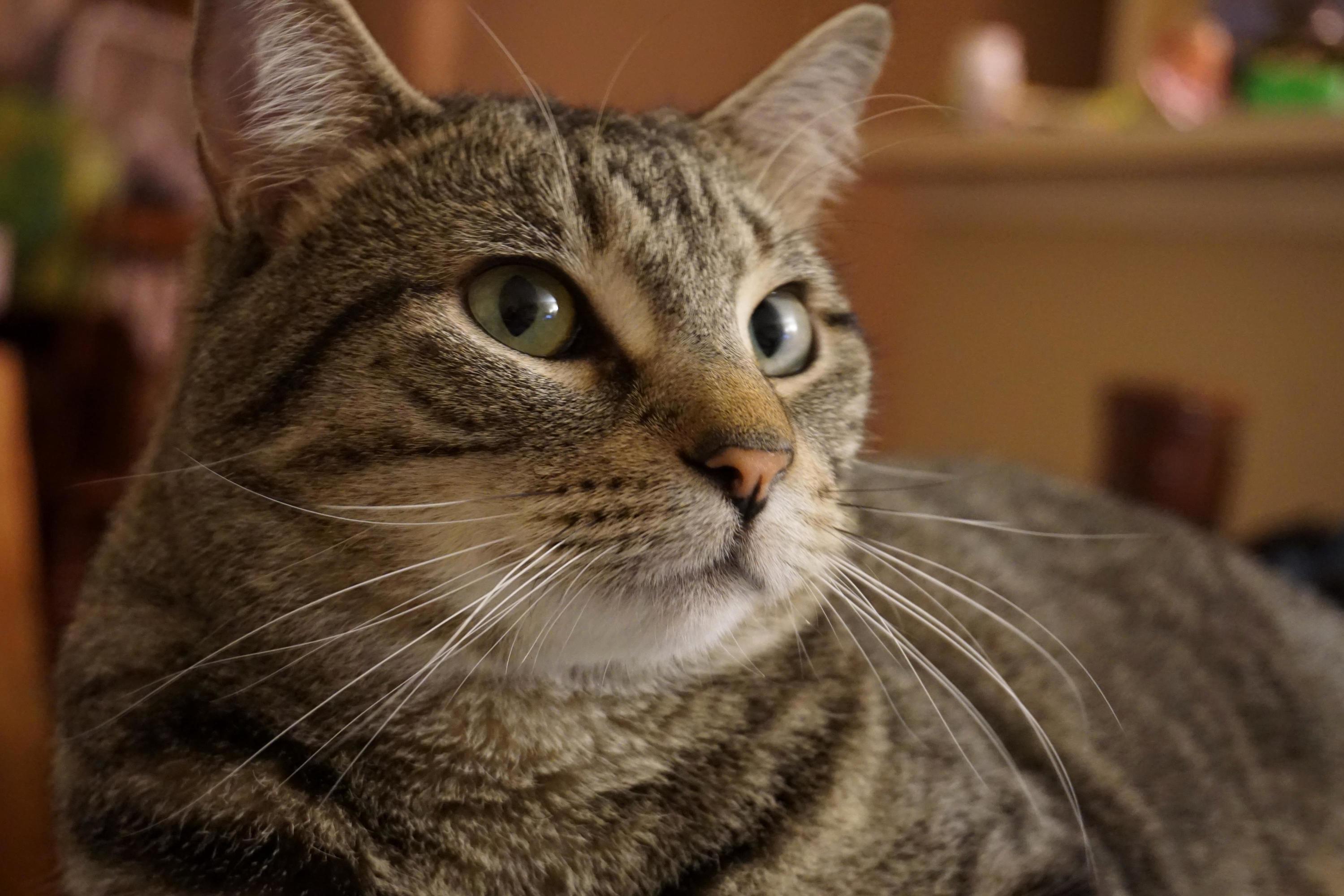 Leonard Is Always Ready for His Closeup