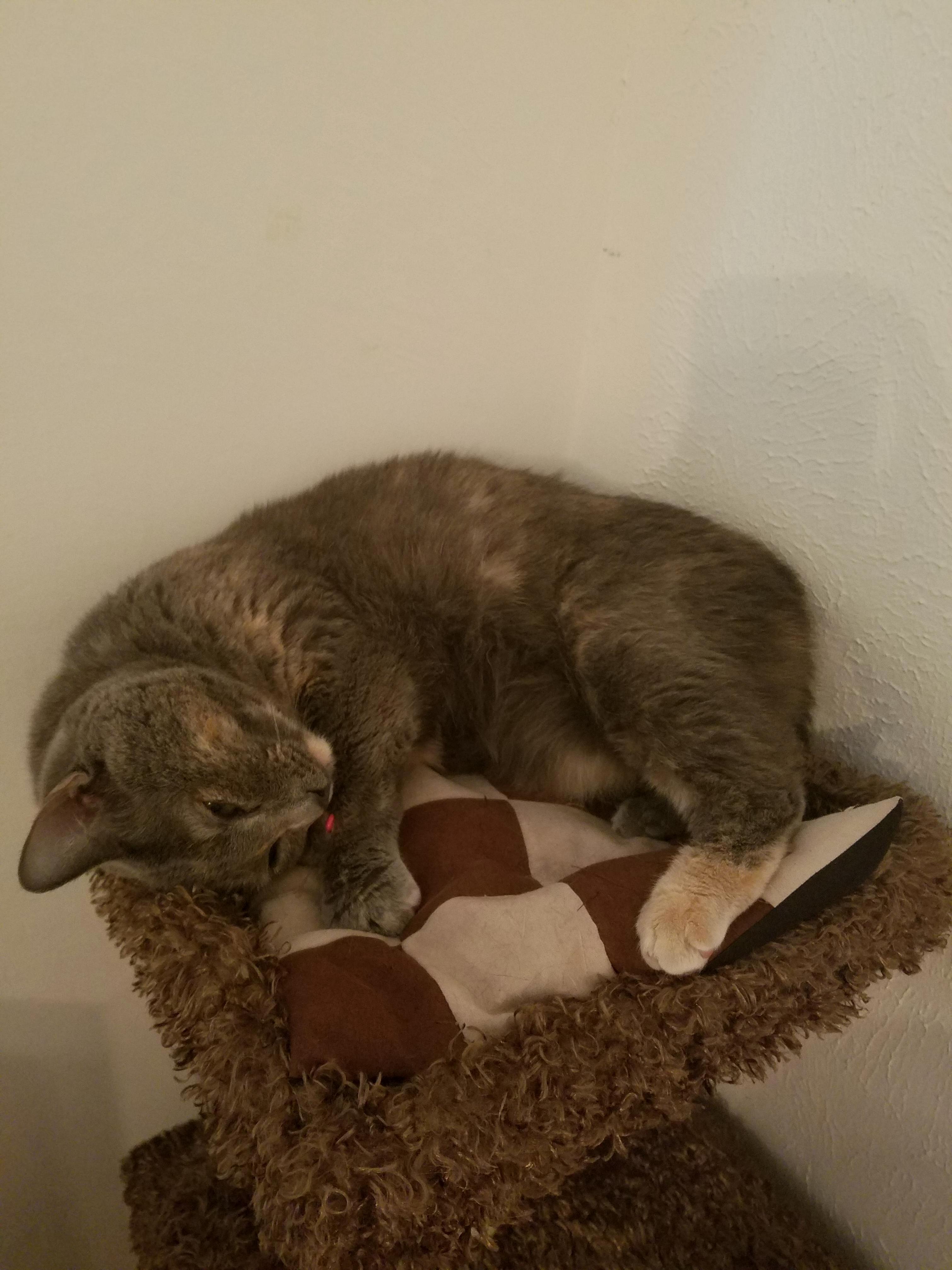 Lil Curled Up Lux