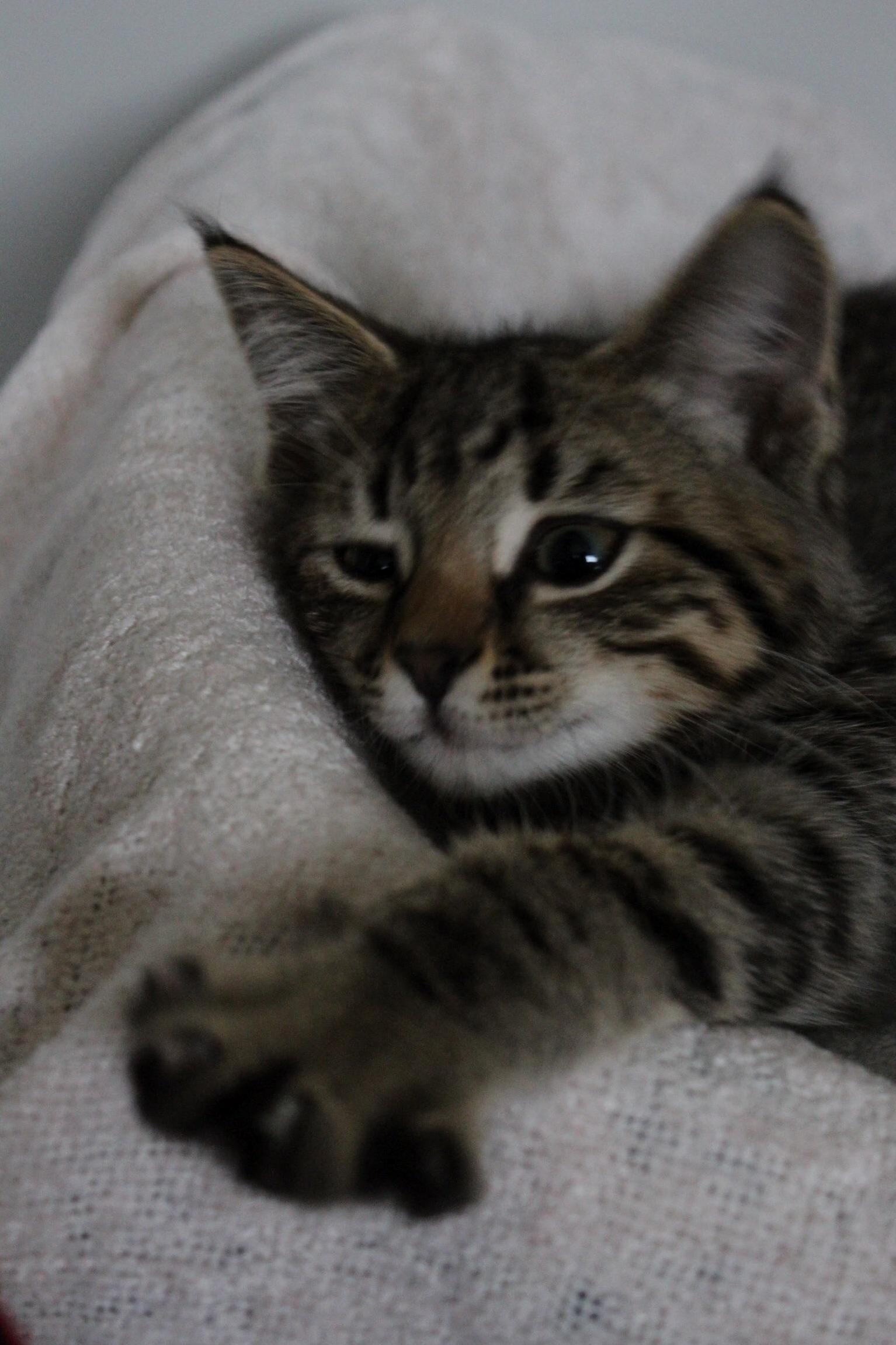 Lil Guy Thats Now 14lbs Not Obese Just a Big Love Bug