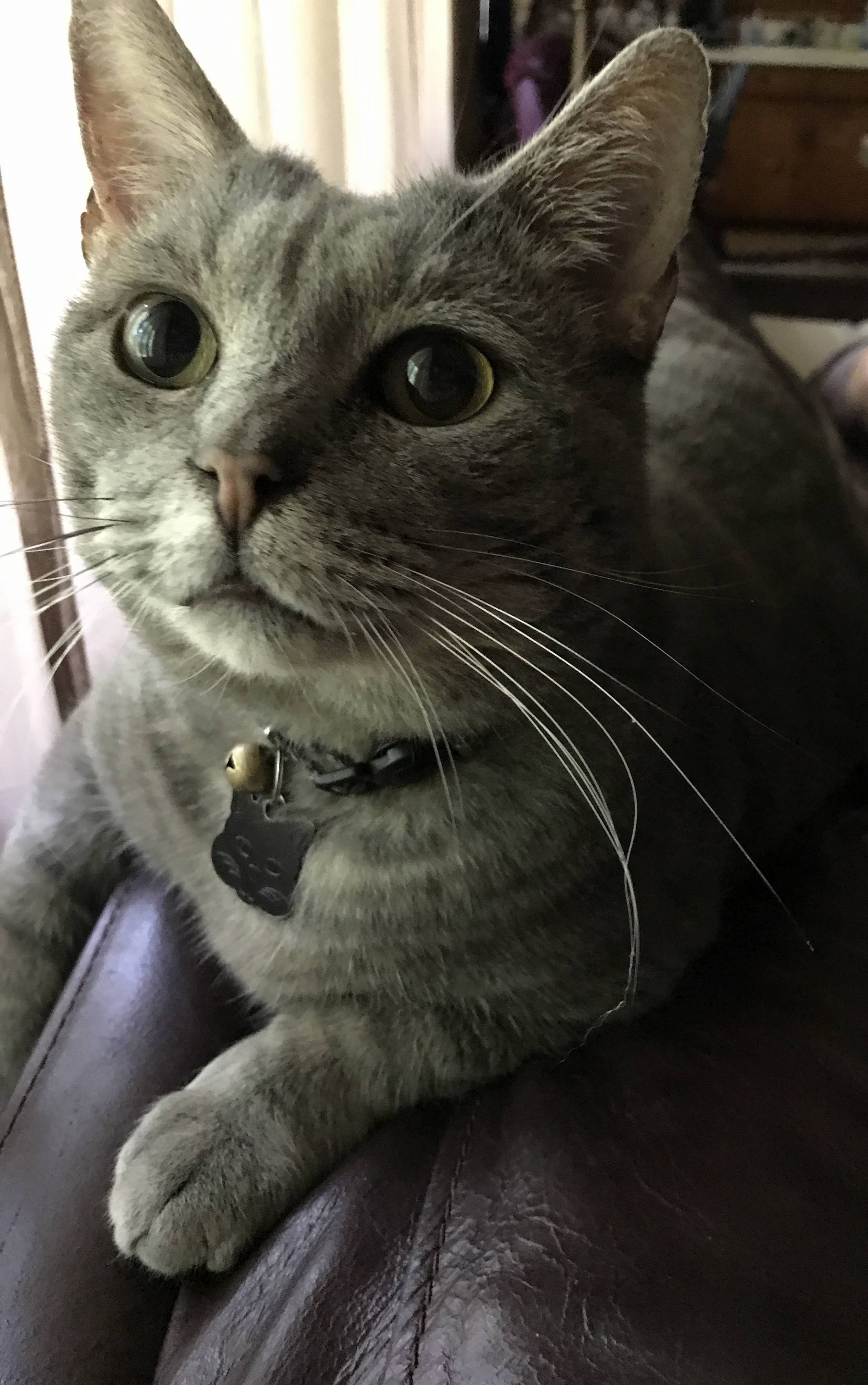 Link Has Cartoonishly Large Eyes