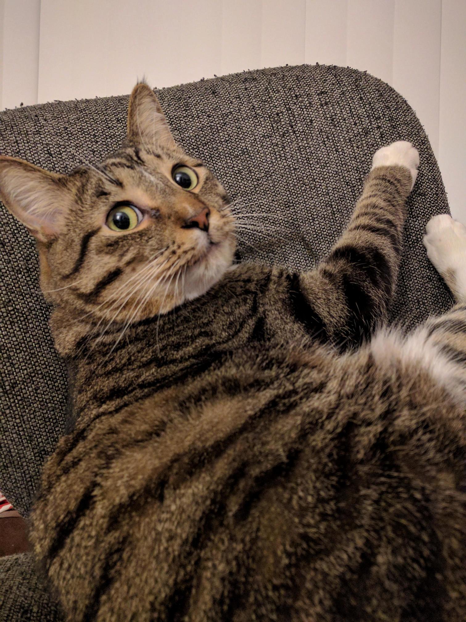 Link...why Do You Look So Guilty...