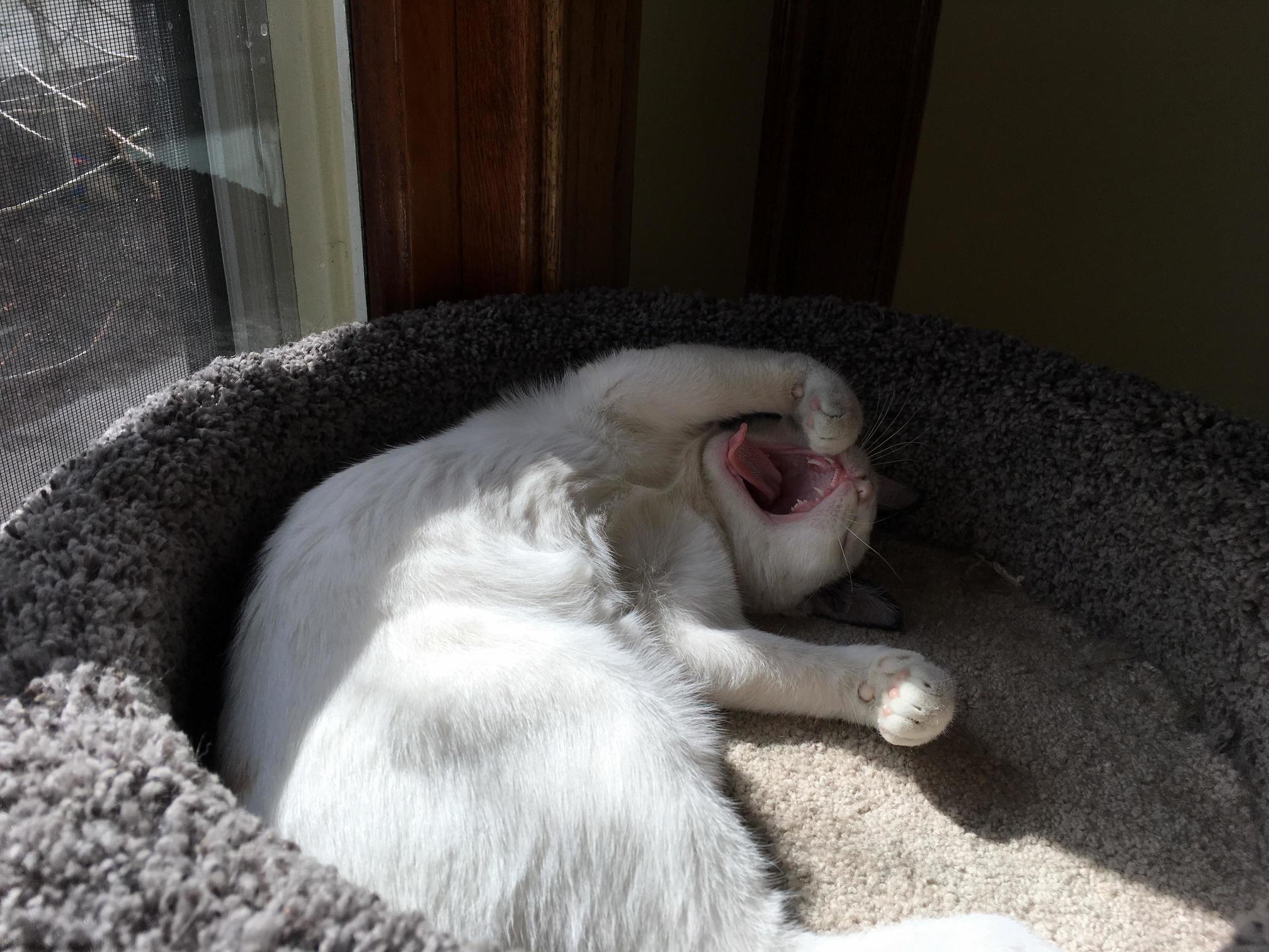 Little Roars