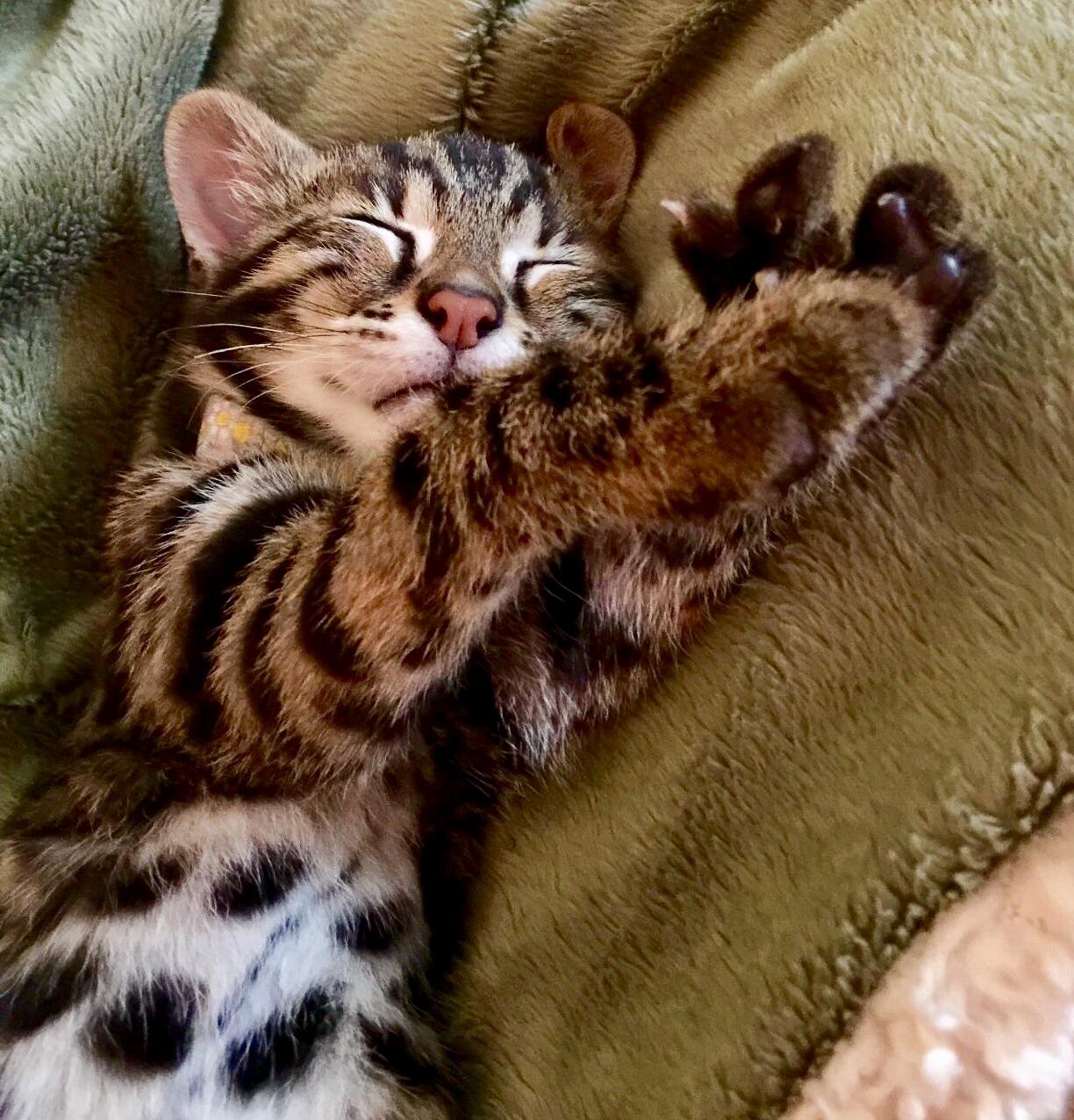 Live Long and Paw-sper. Piper Showing Off Her Spock Paw When She Was a Few Months Old.