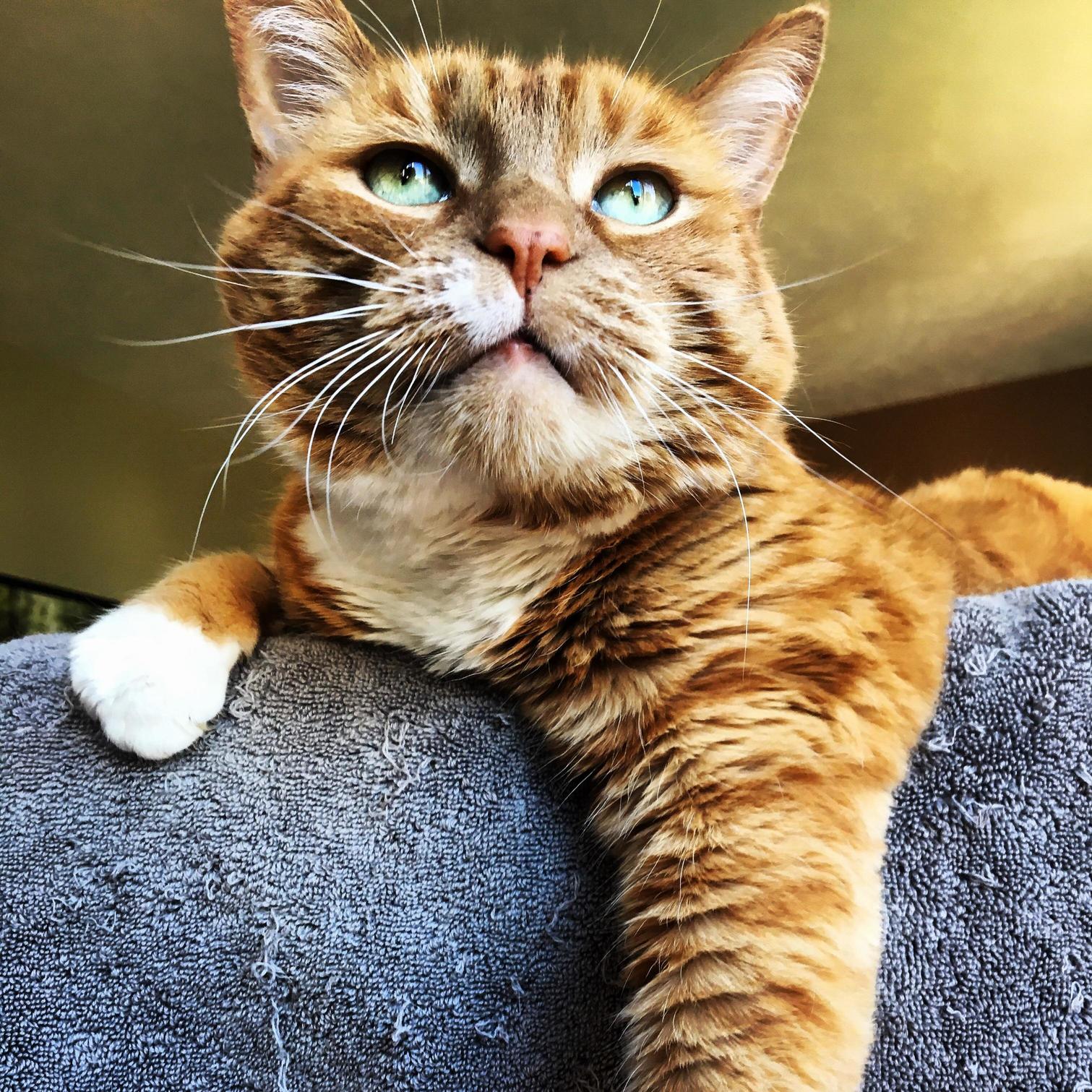 Lloyd Perched Up on His Couch