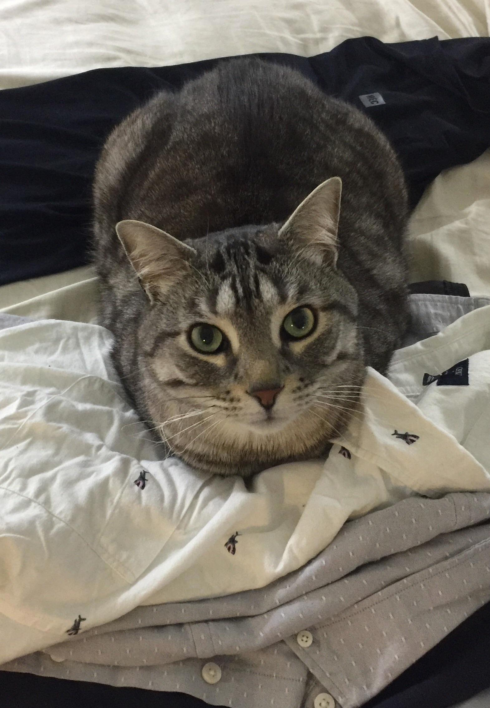 Loaf on Clothes.