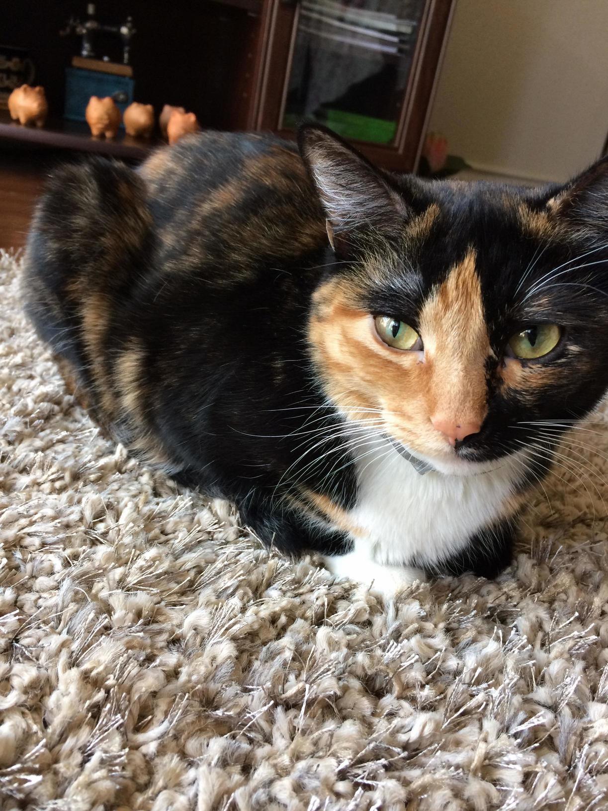 Loafing Milk