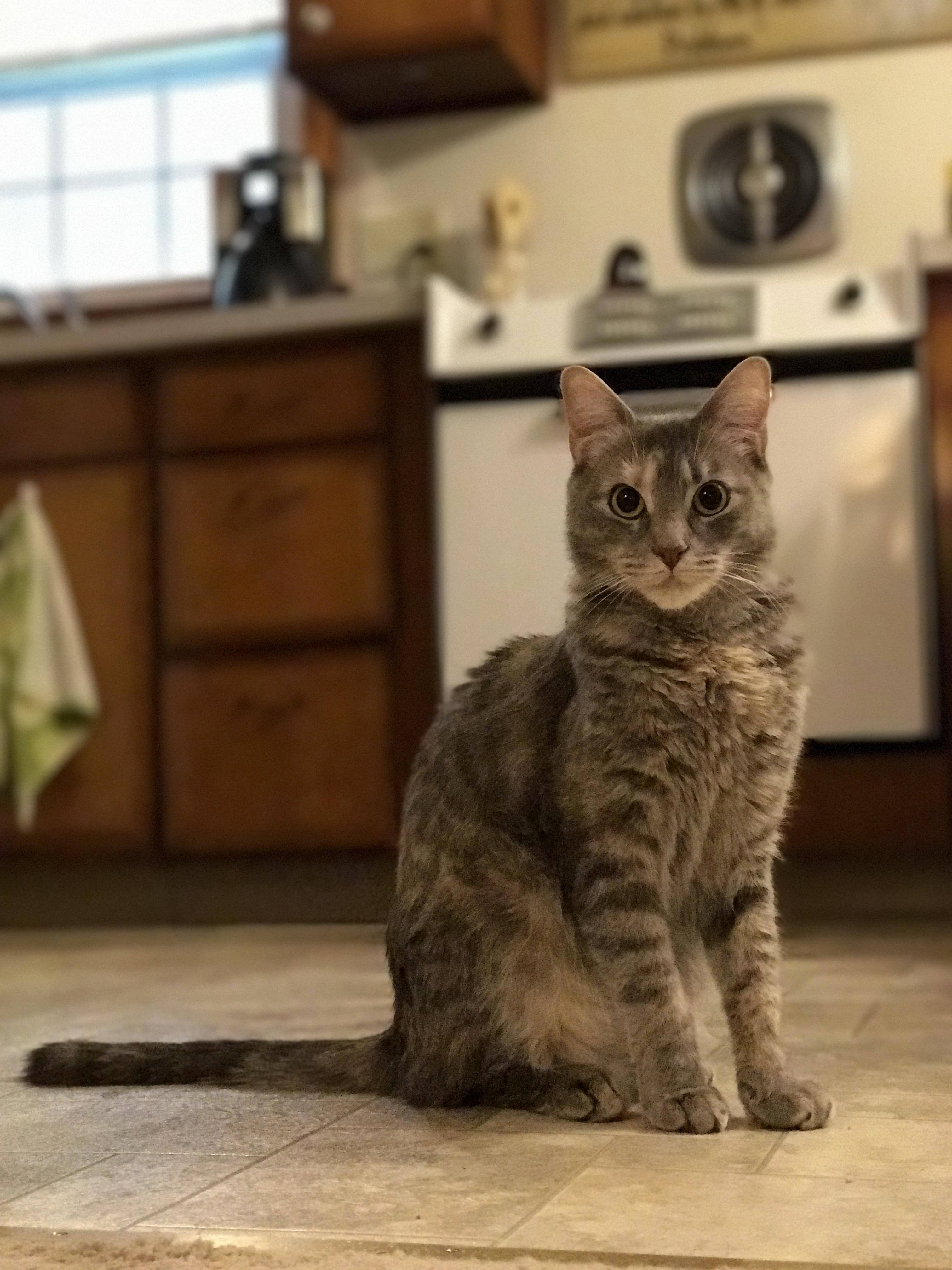Lord Theon Now Reek Came Home from Being Neutered. Khaleesi Pictured Doesnt Like the Way He Smells and Is Keeping Her Distance.