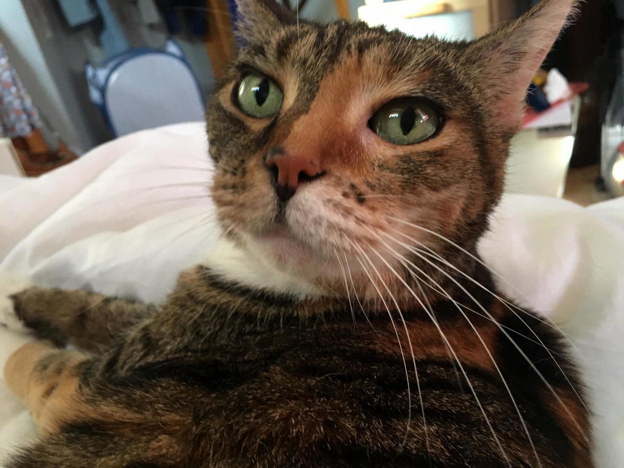 Lost My Sweet Baby Girl Last Friday. My Tickles Made It 19 Years with Us.