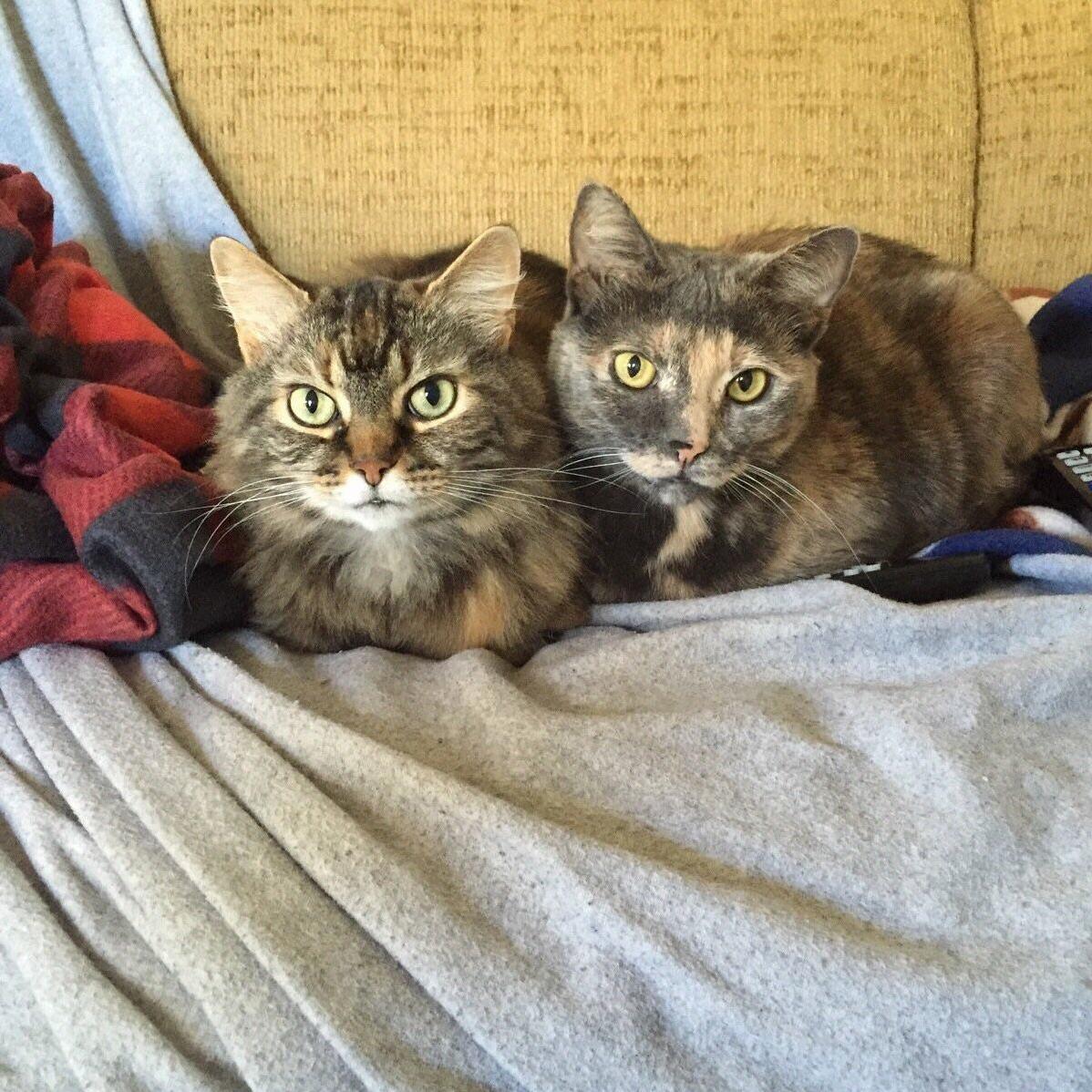 Lost Our Sweet Girl This Week. Lucy on Our Right Left Us Unexpectedly and I Just Cant Believe She Is Gone.