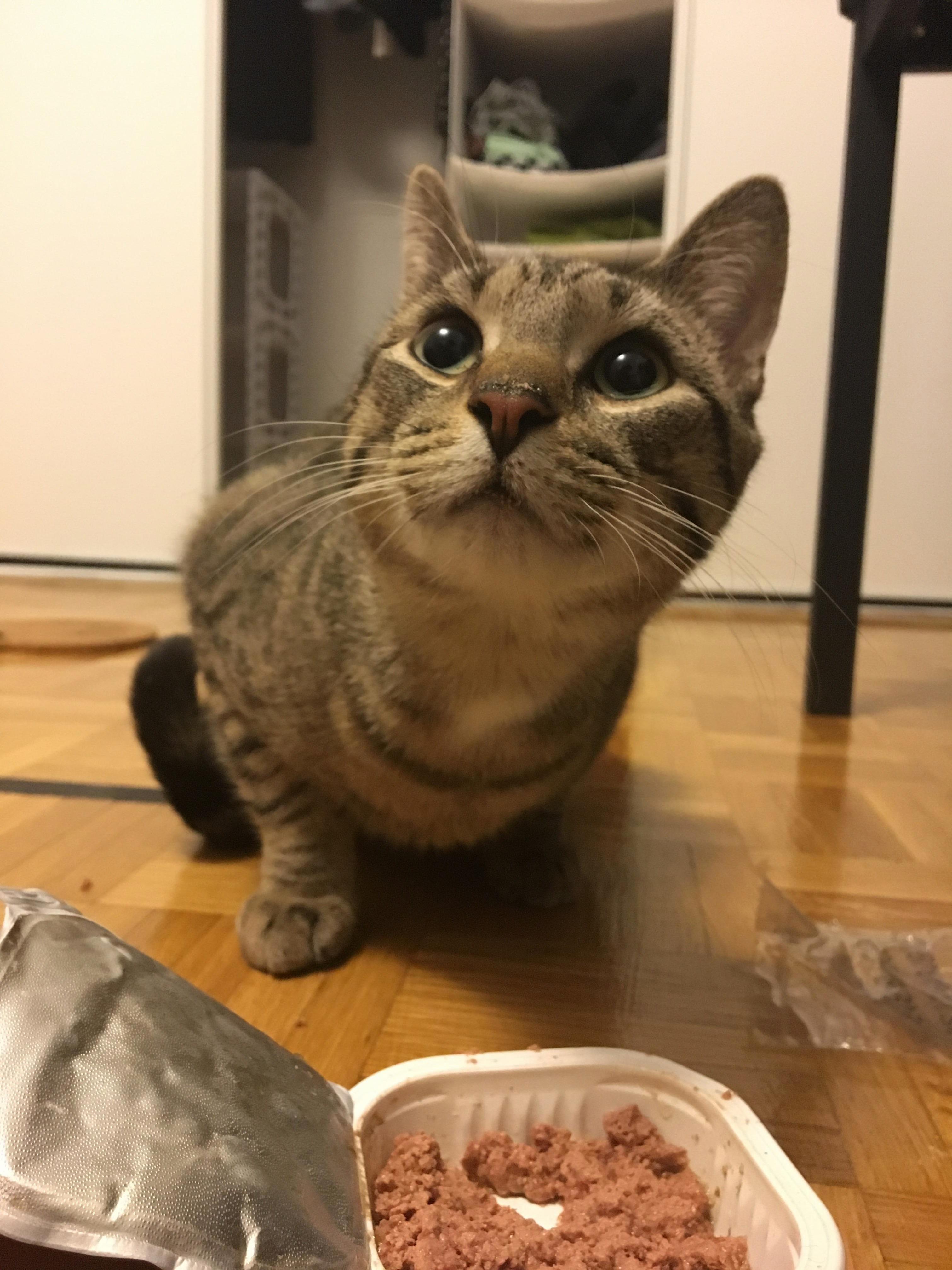 Louie Would Only Come Closer to Me When I Lure Him with Tuna